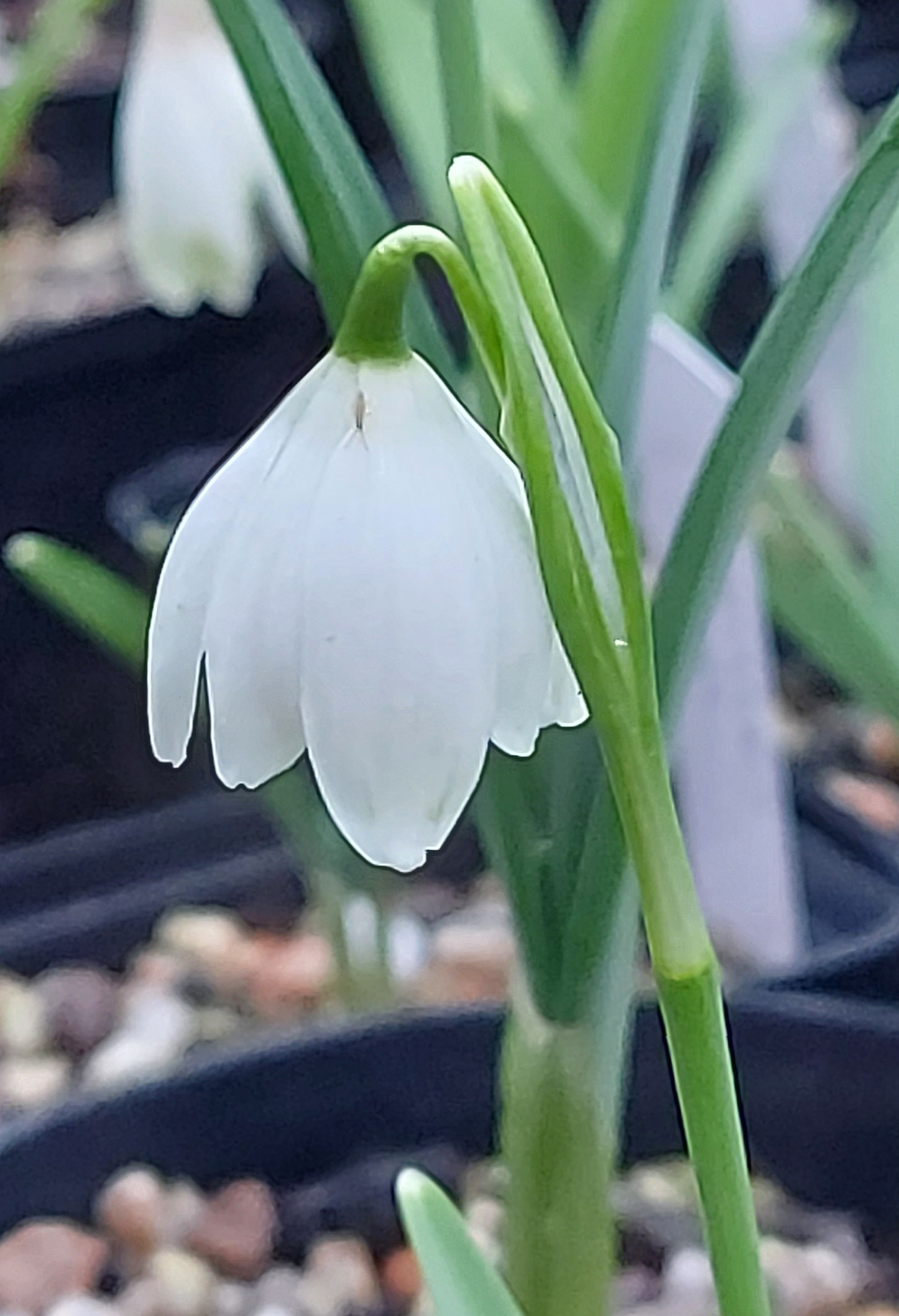 Galanthus Flocon de Niege