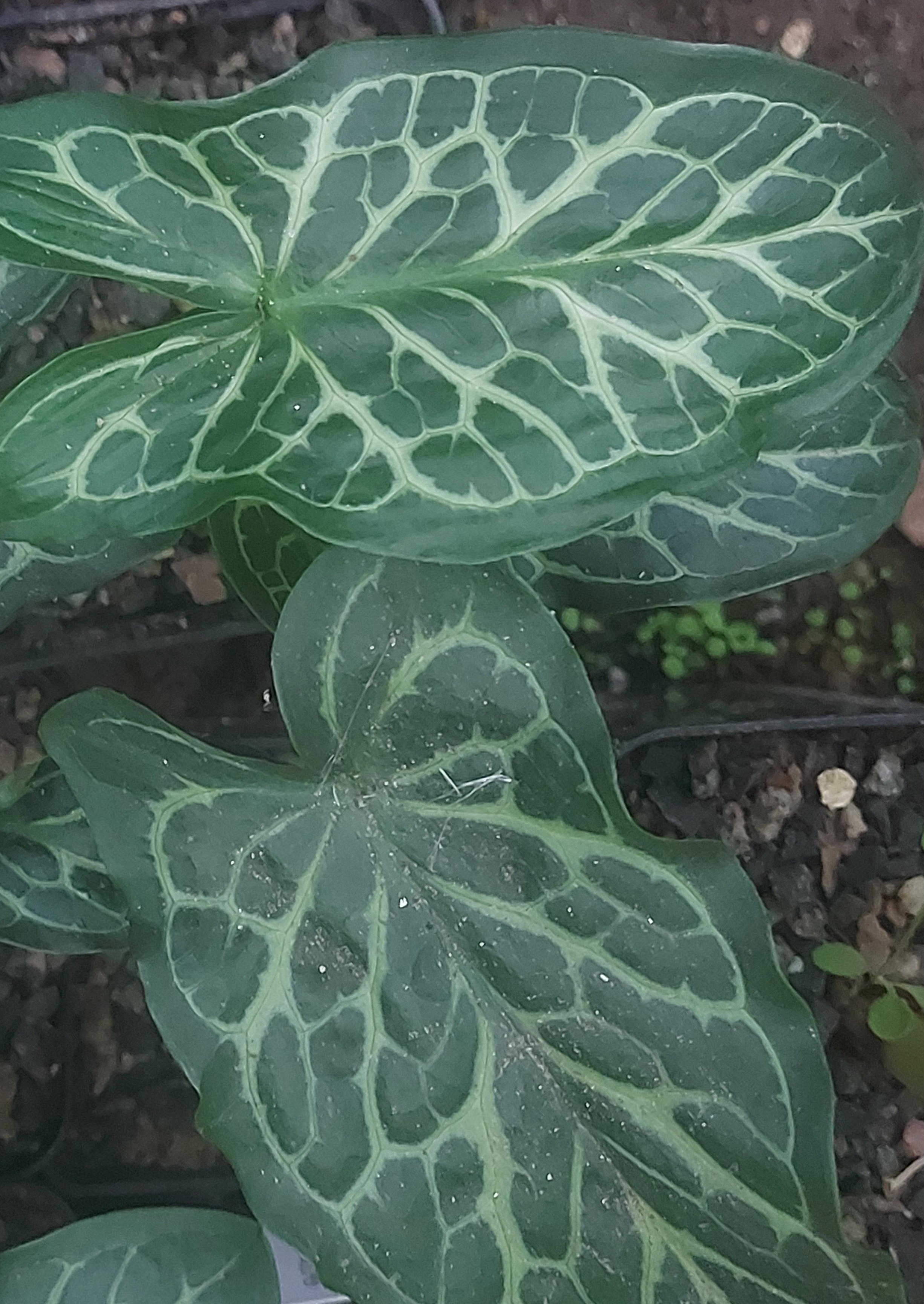 Arum italicum Angelique