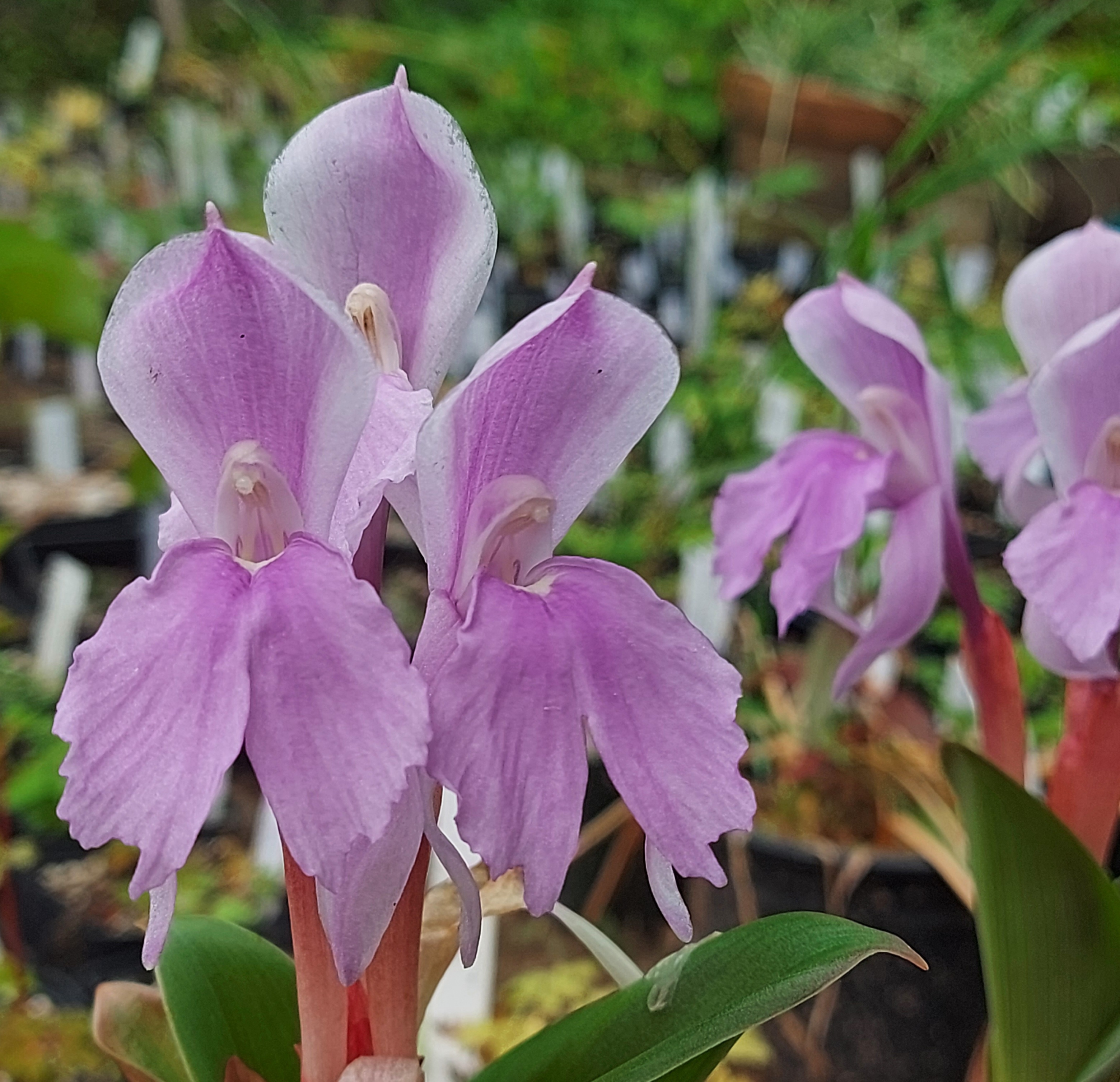 Roscoea McBeaths Pink