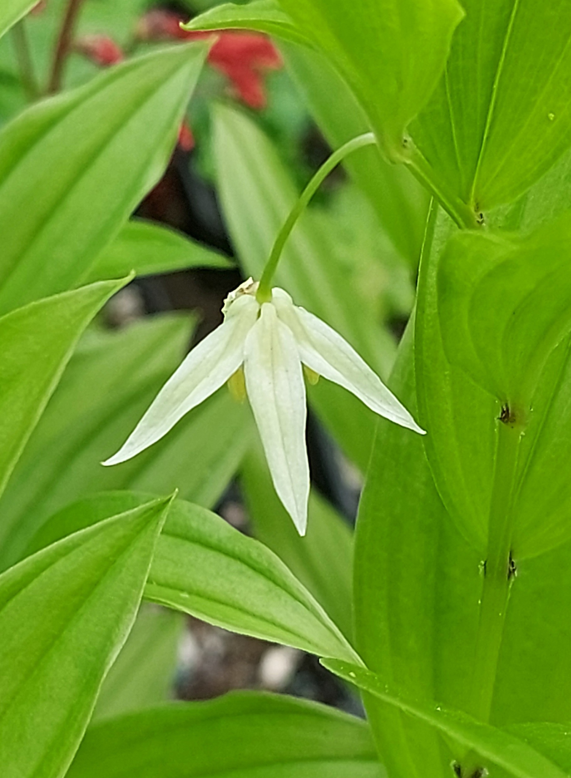 Disporum viridescens