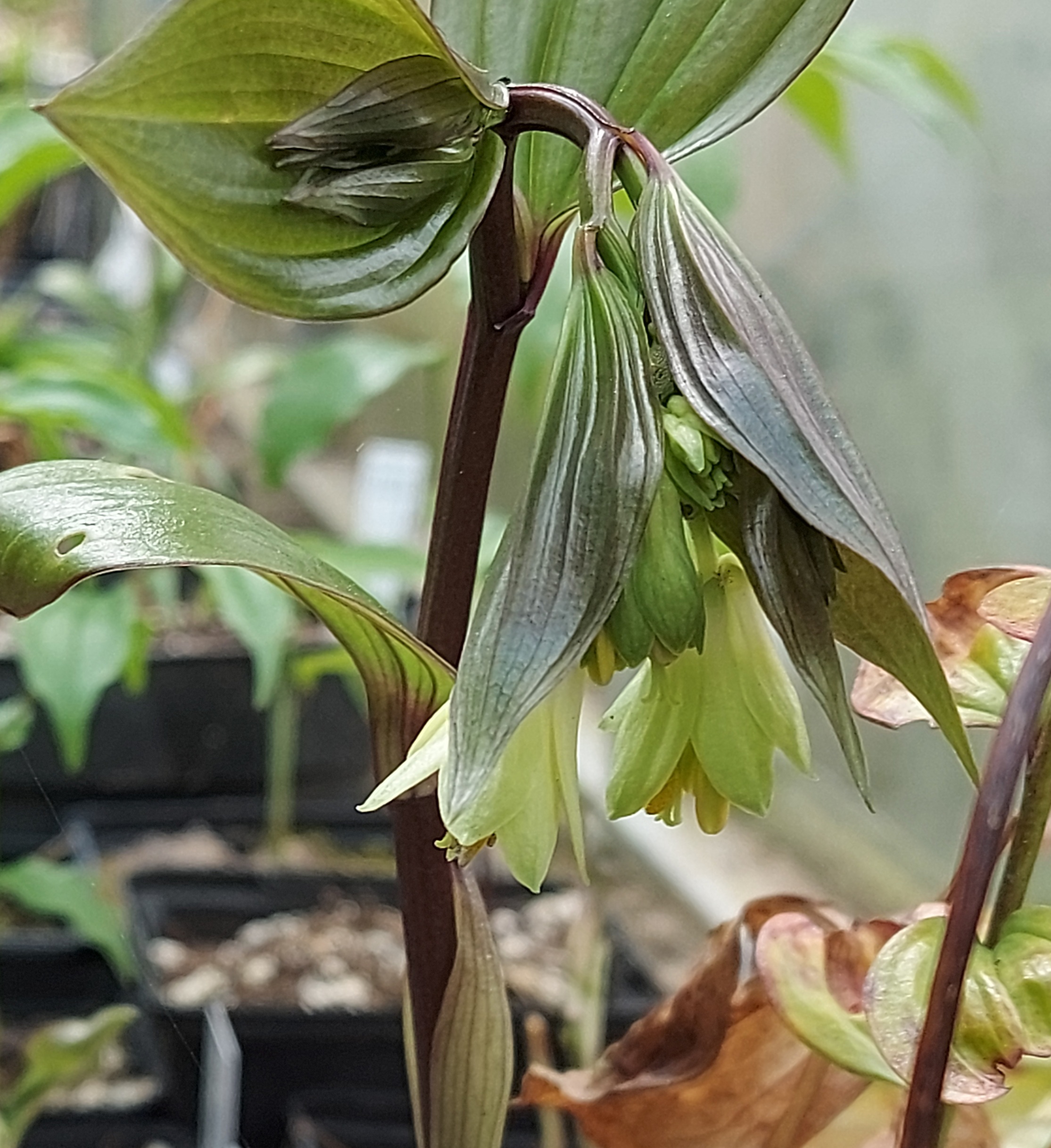 Disporum cantoniense Aureovariegata