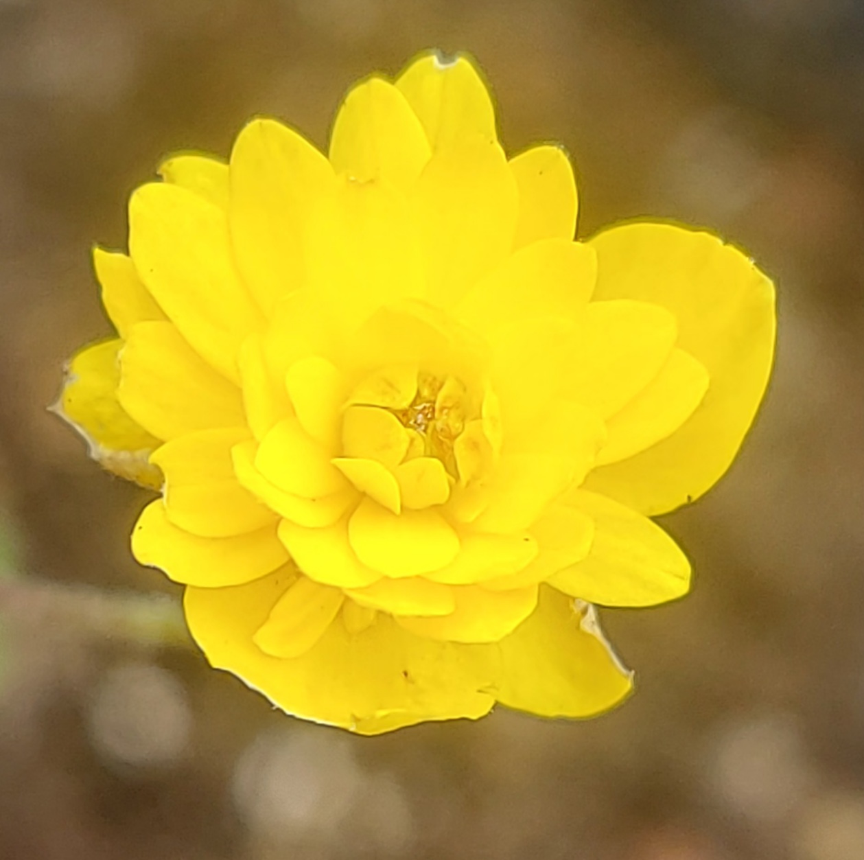 Anemone ranunculoides Muku
