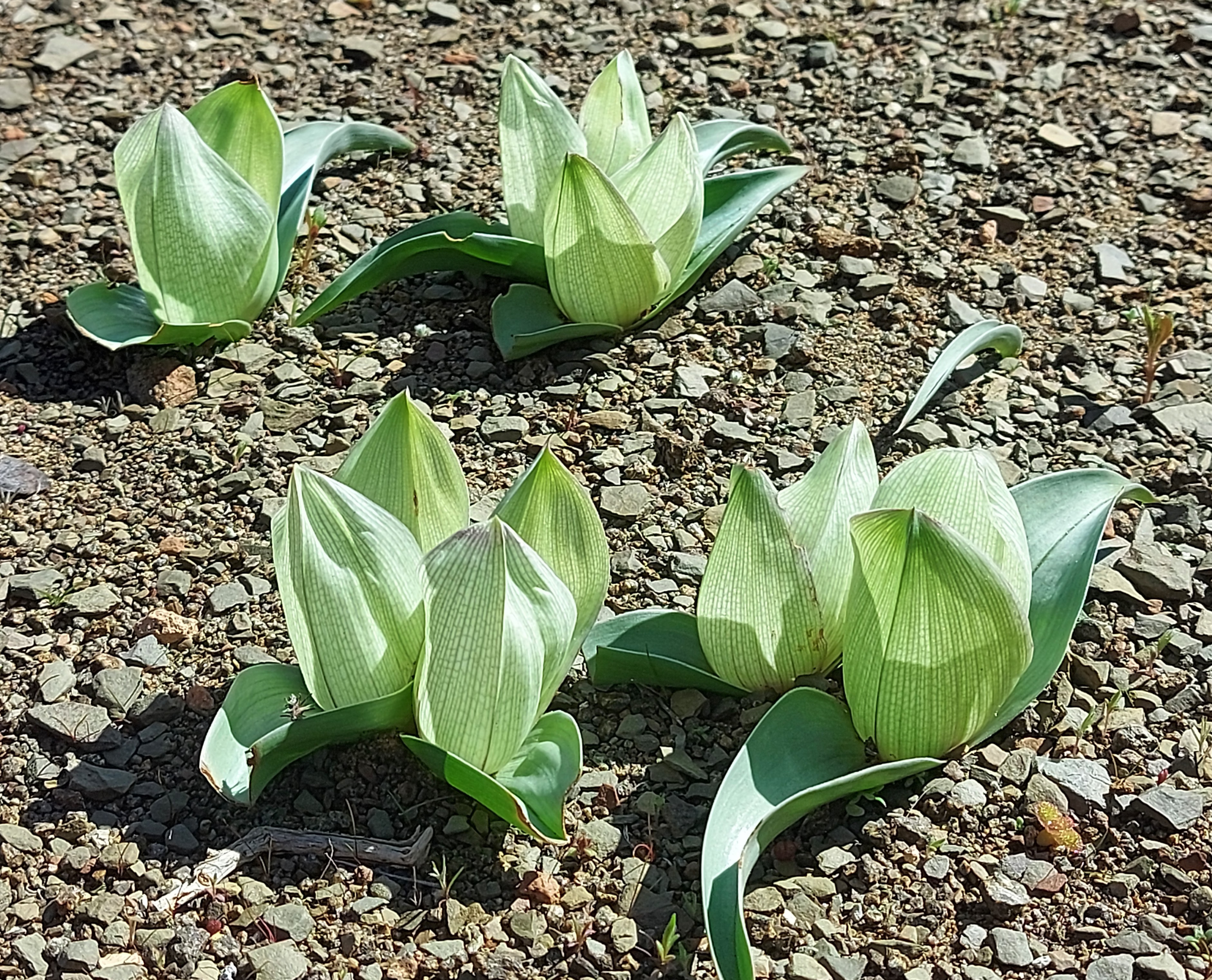 Androcymbium crispum