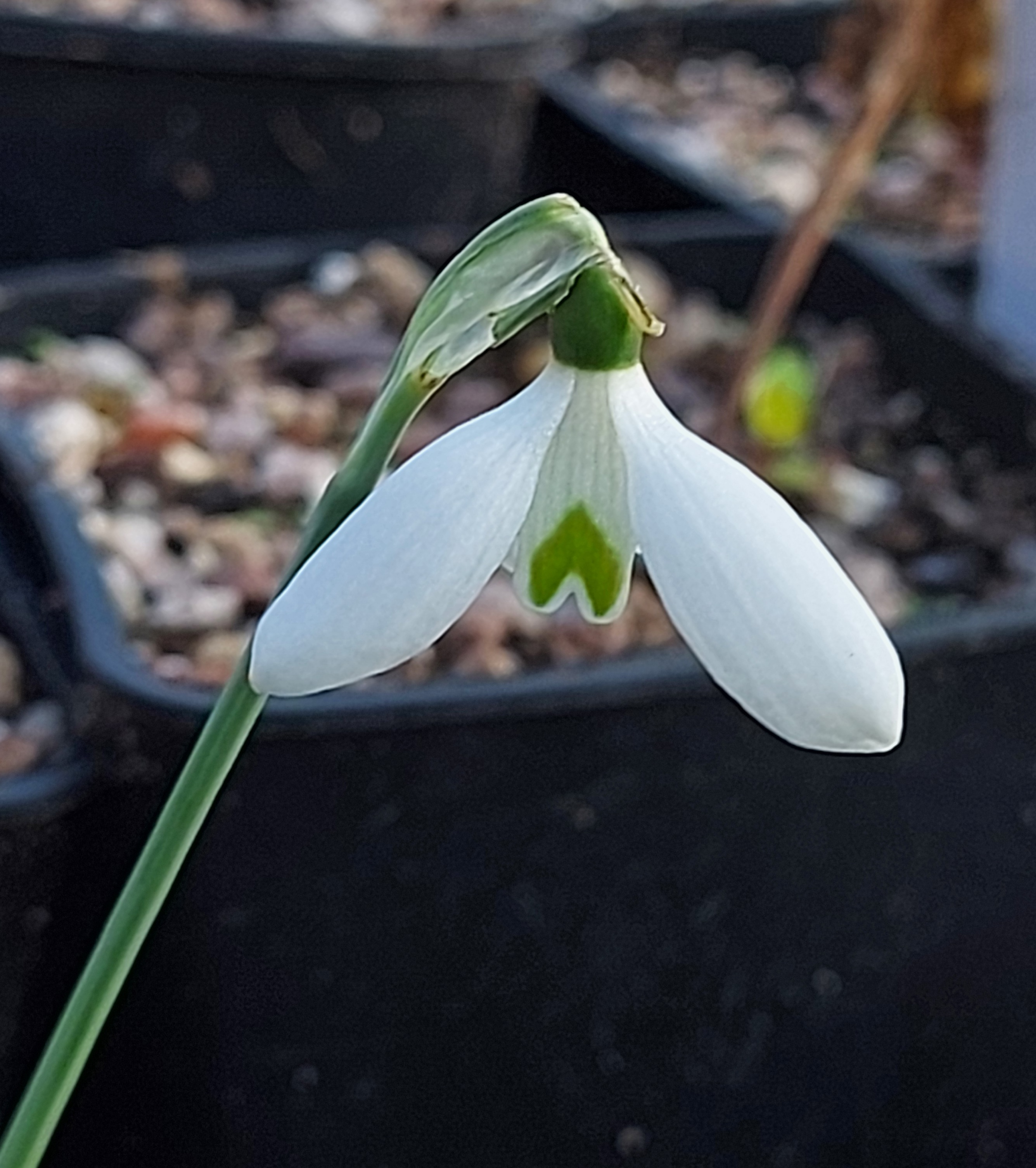 Galanthus peshmenii Kastellorhizo
