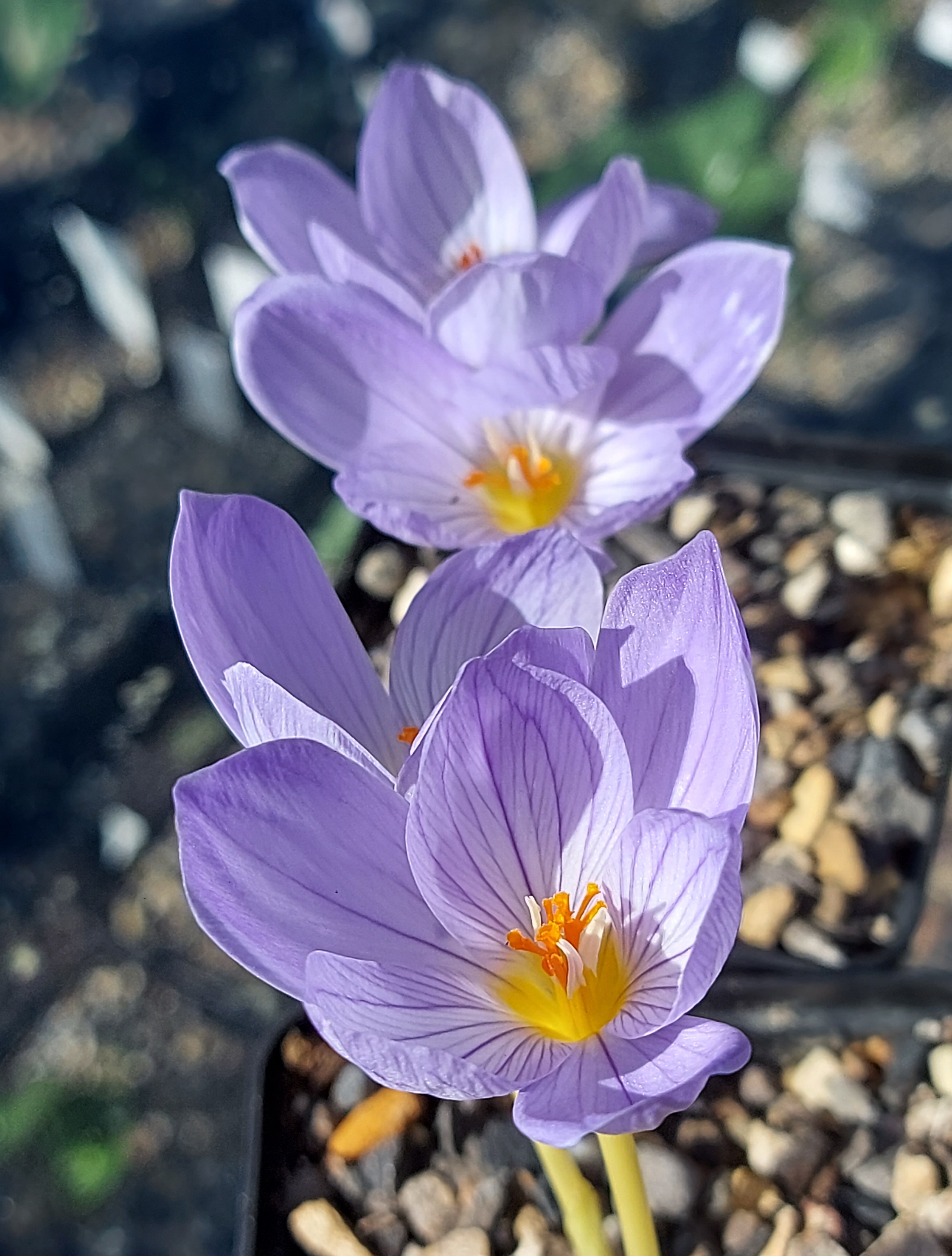 Crocus Autumn Fantasy