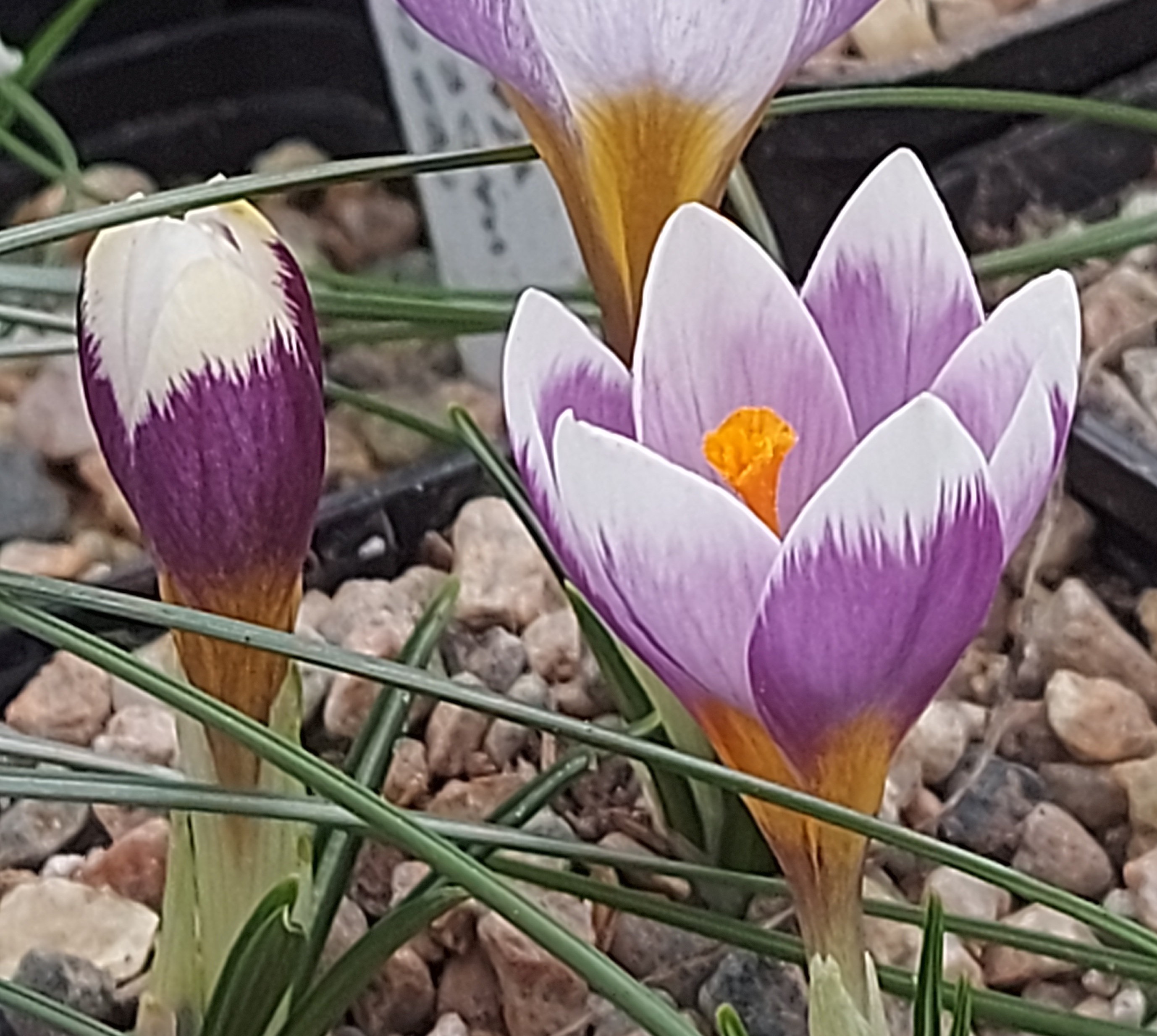 Crocus rujanesis Belphoebe