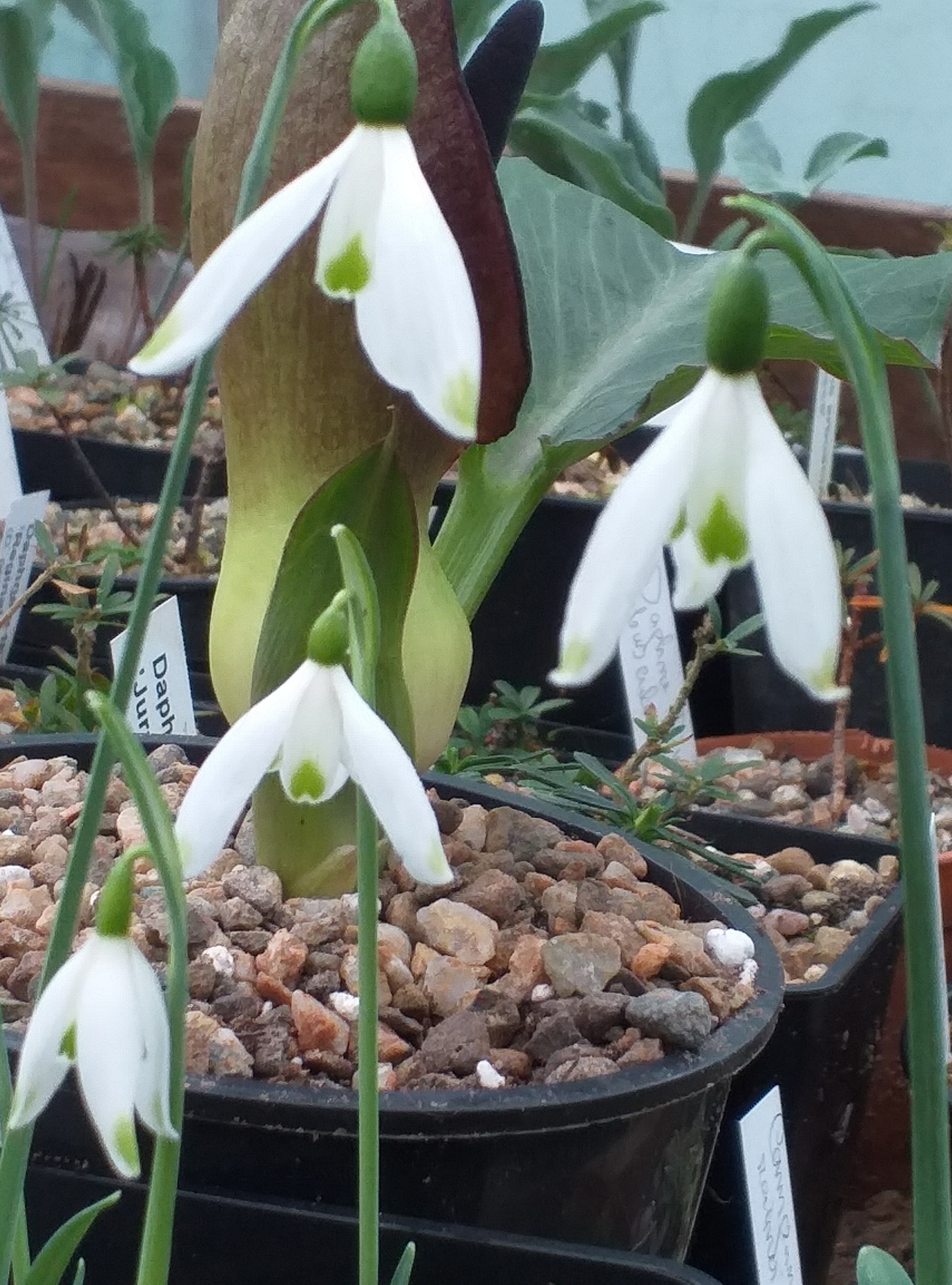 Galanthus peshmenii Green Flight