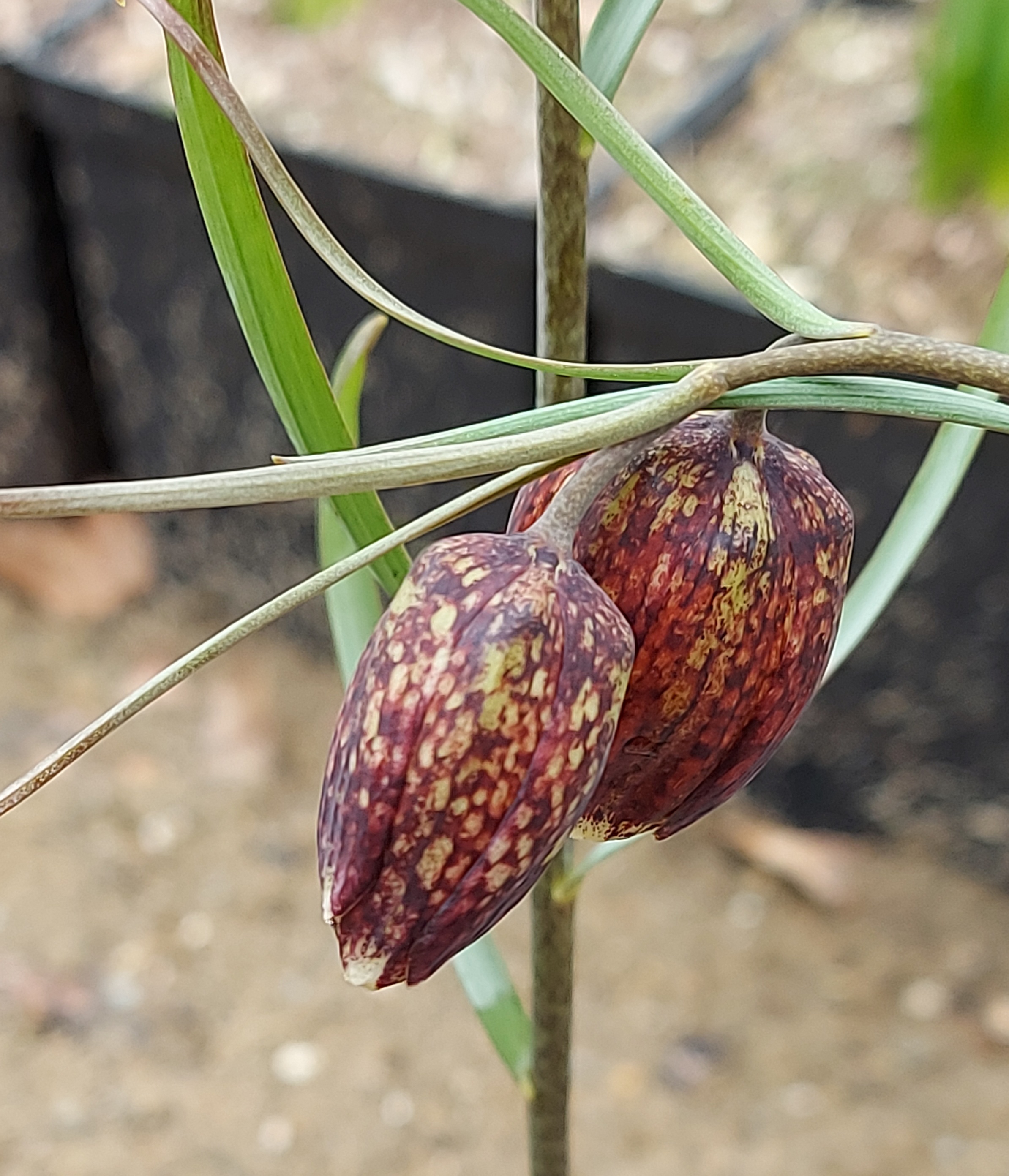 Fritillaria nigra