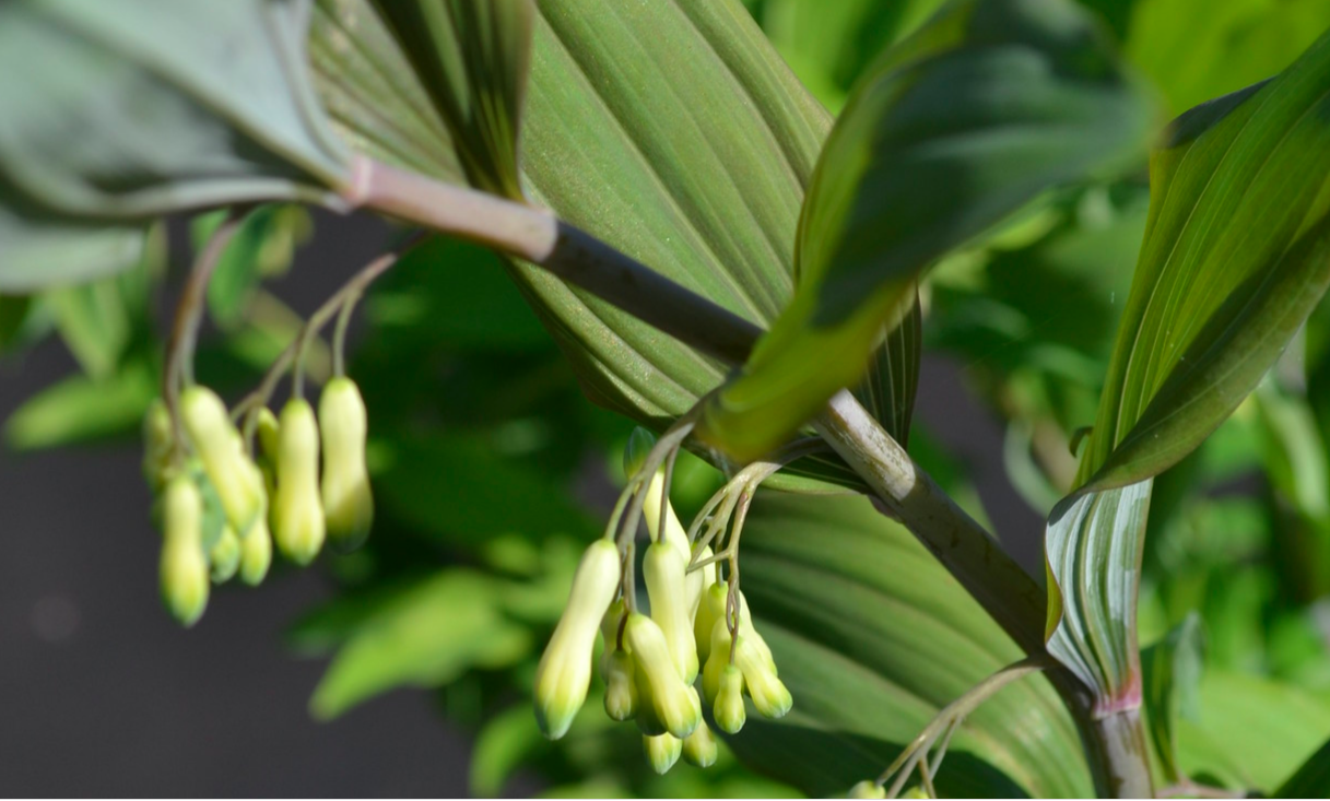 Polygonatum x hybridum Purple Katie