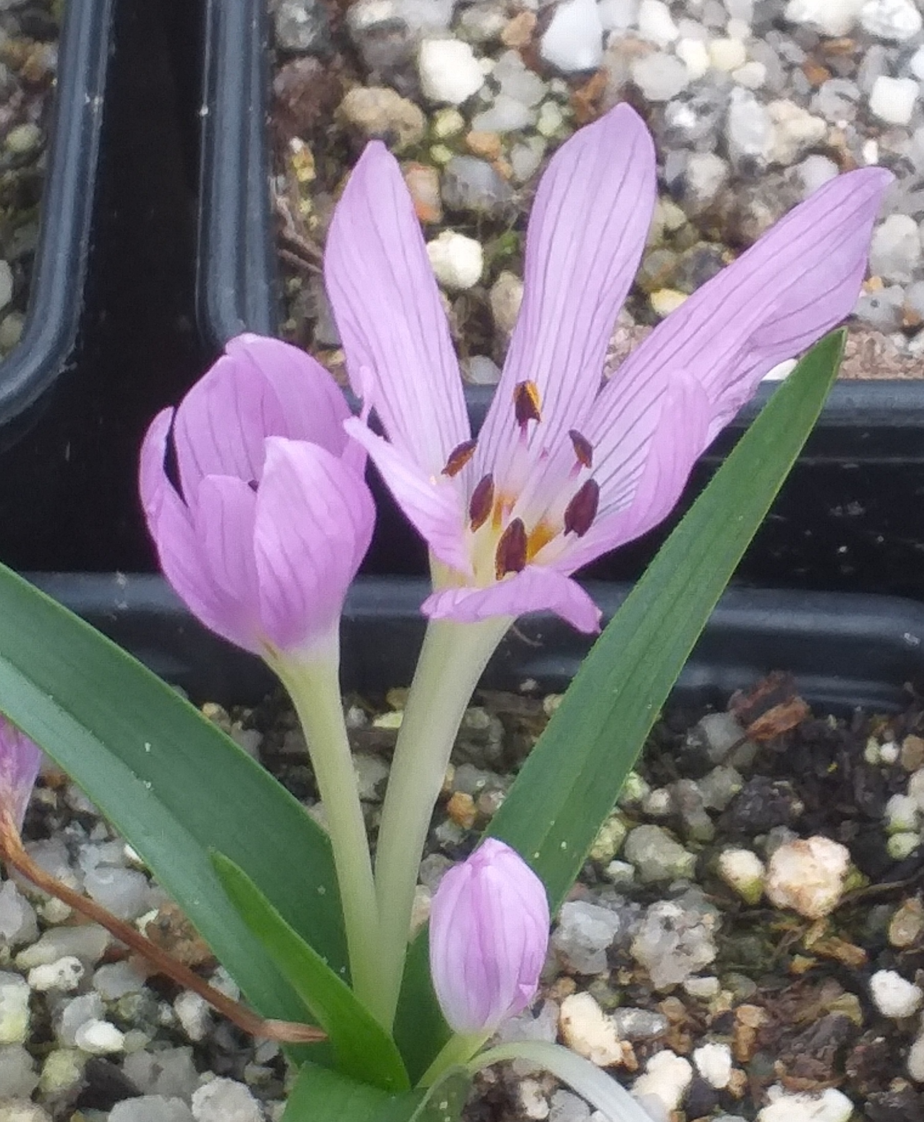 Colchicum cupanii