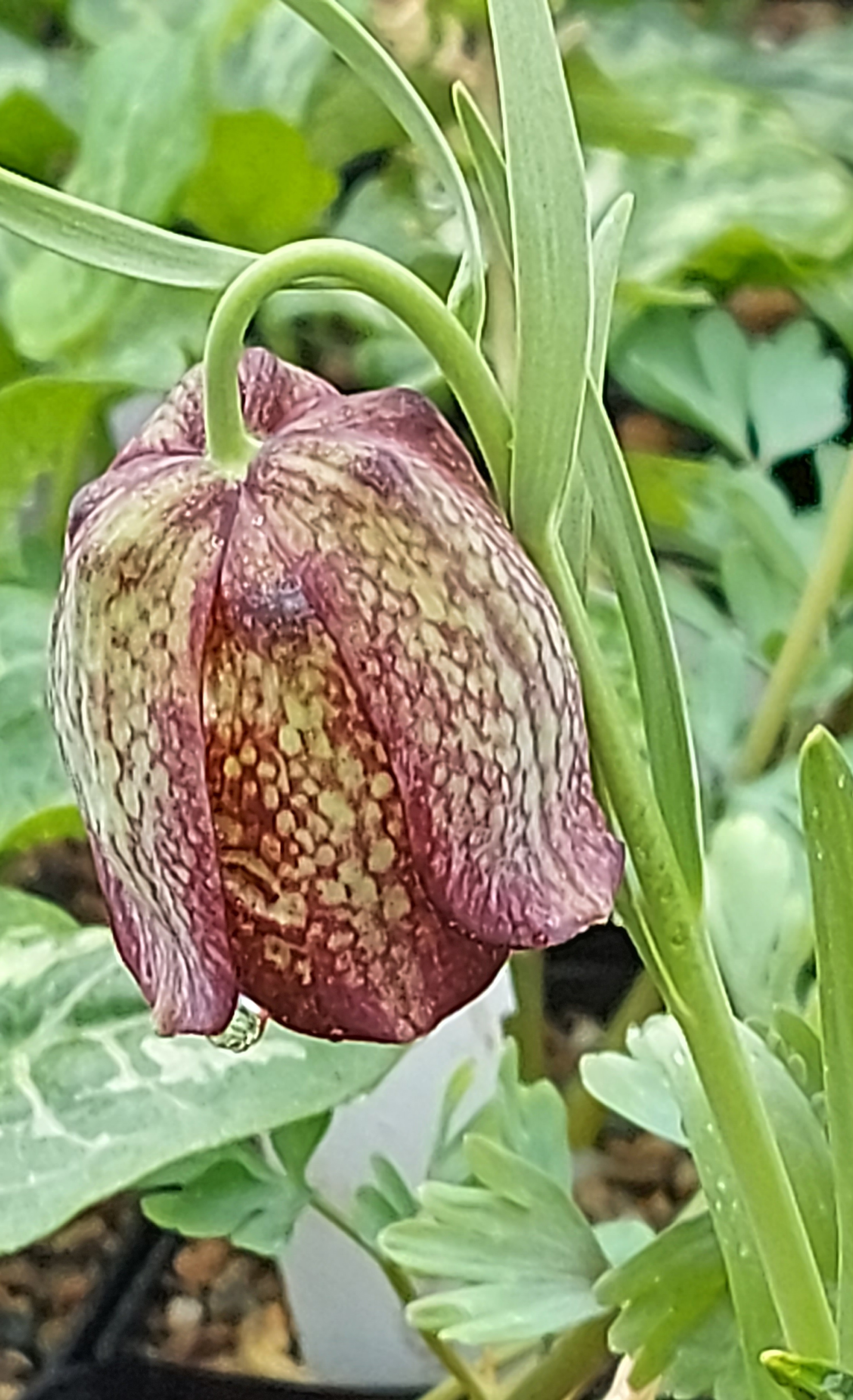 Fritillaria grandiflora