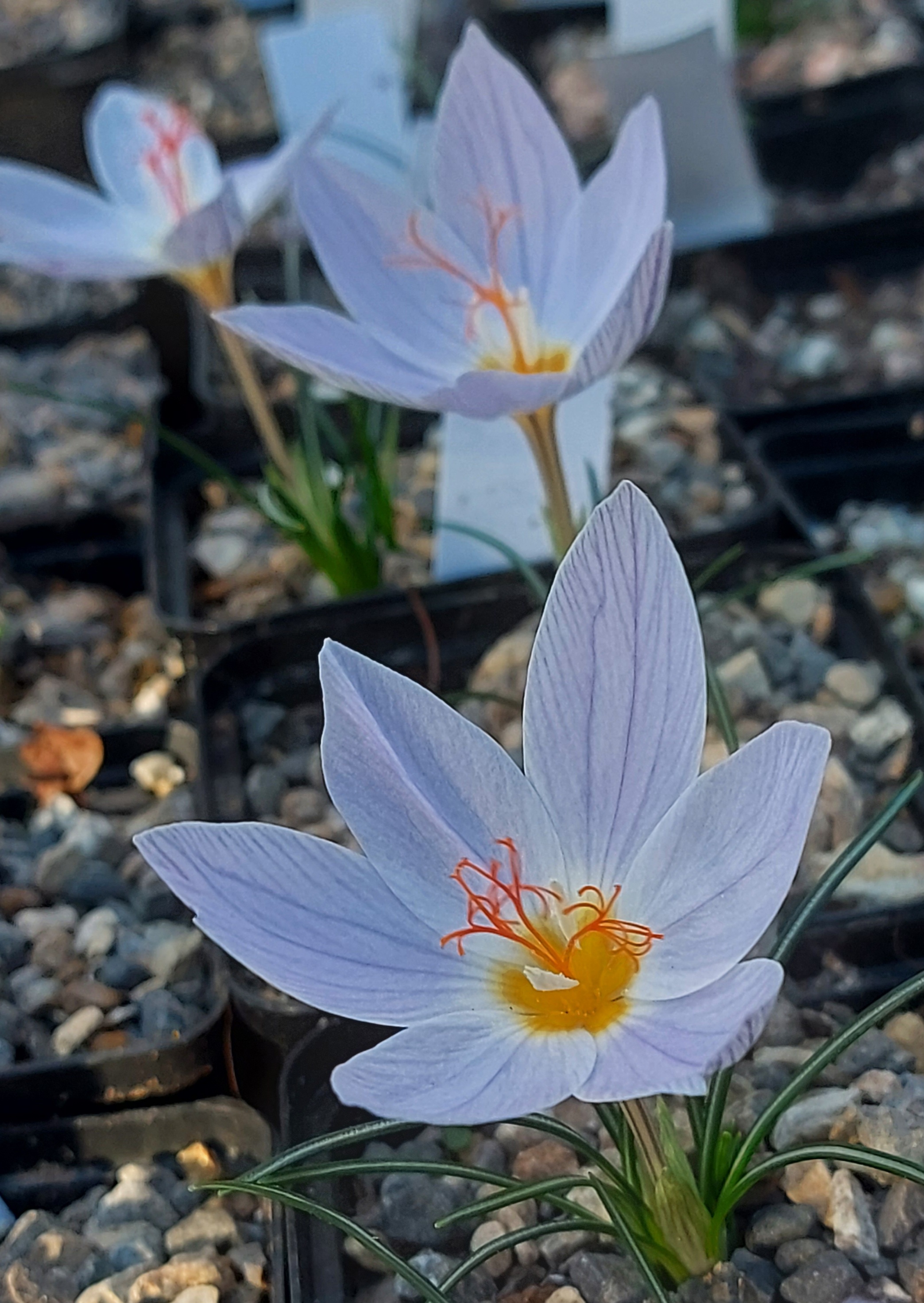 Crocus tournefortii