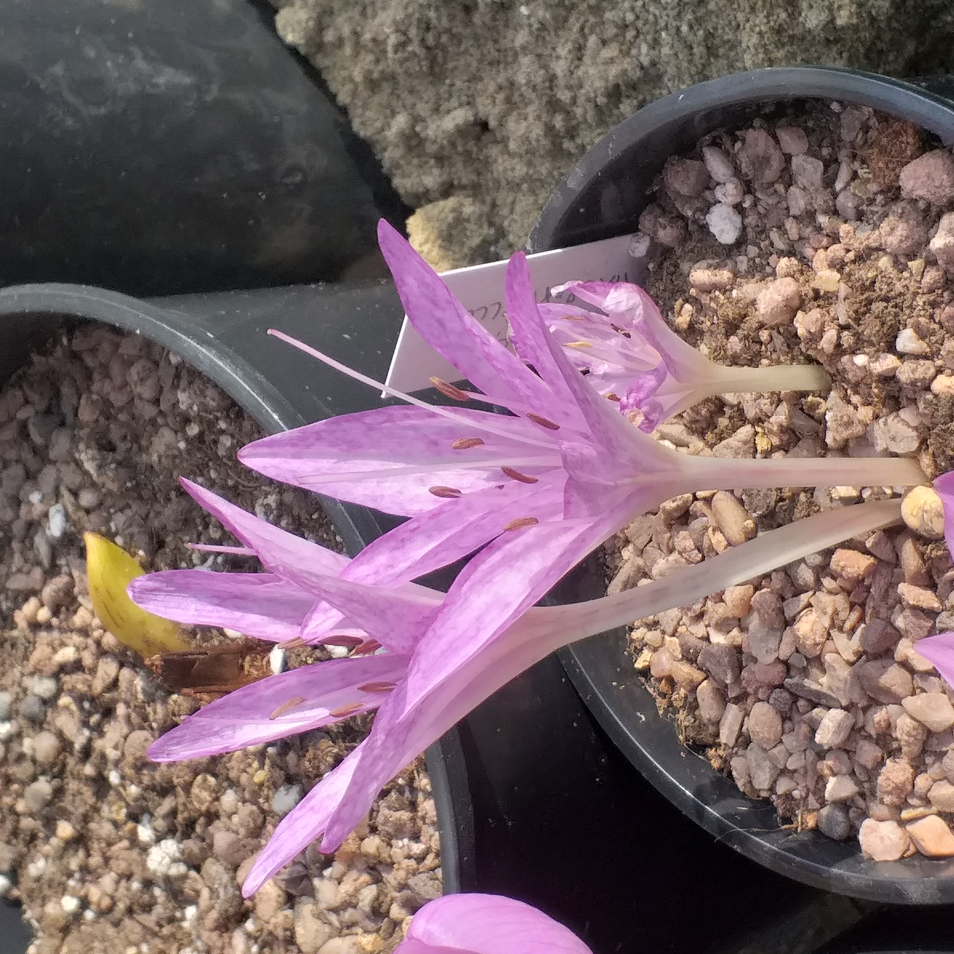 Colchicum macrophyllum