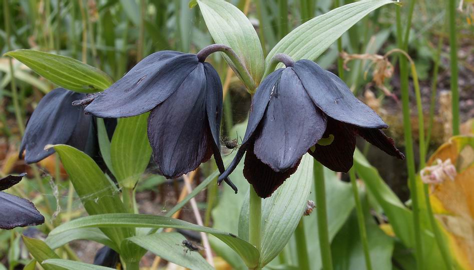 Fritillaria camschatcensis
