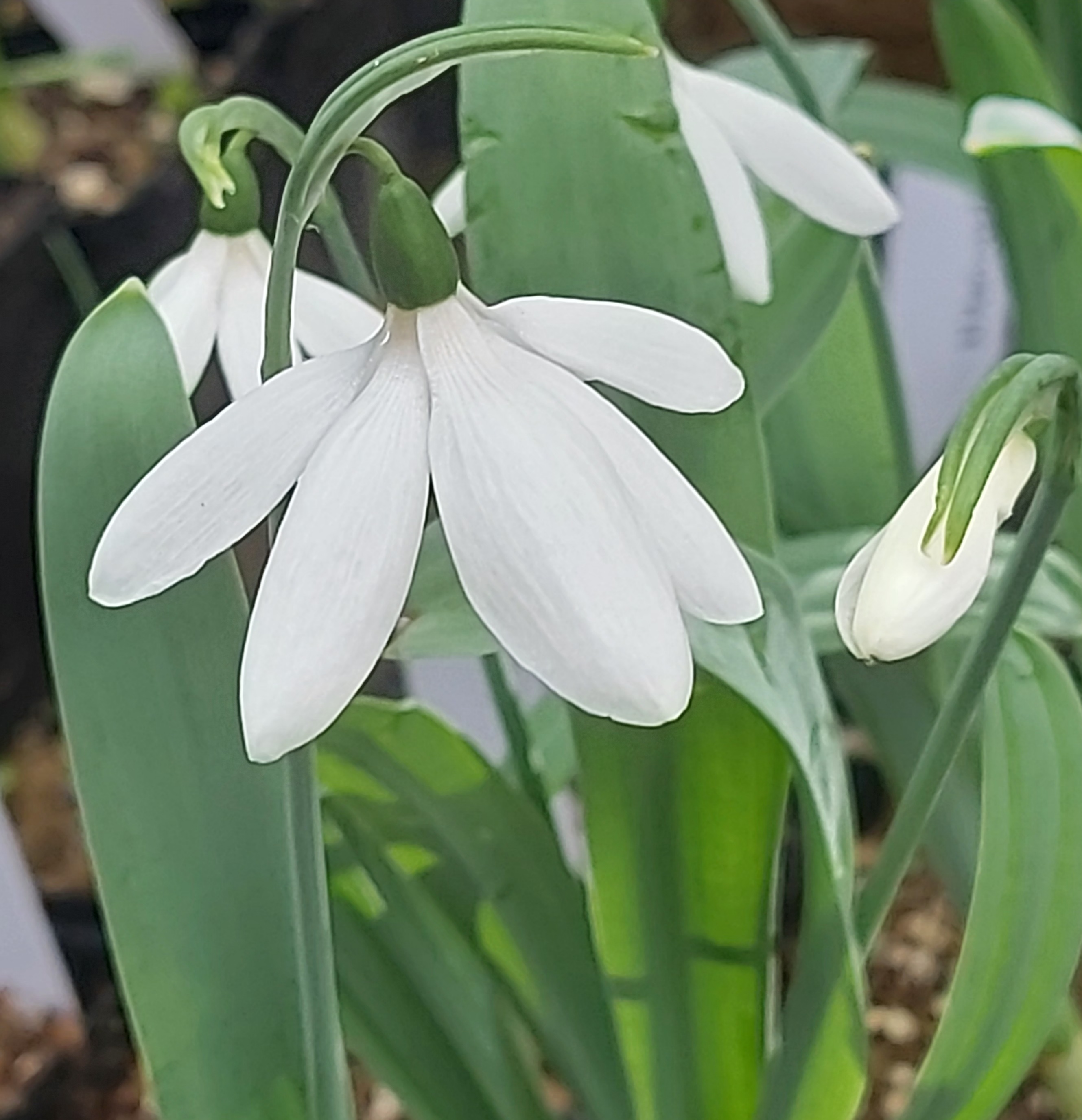 Galanthus Don Armstrong