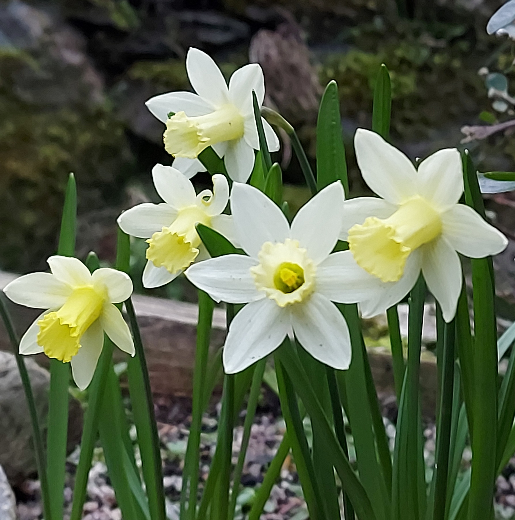 Narcissus Candlepower