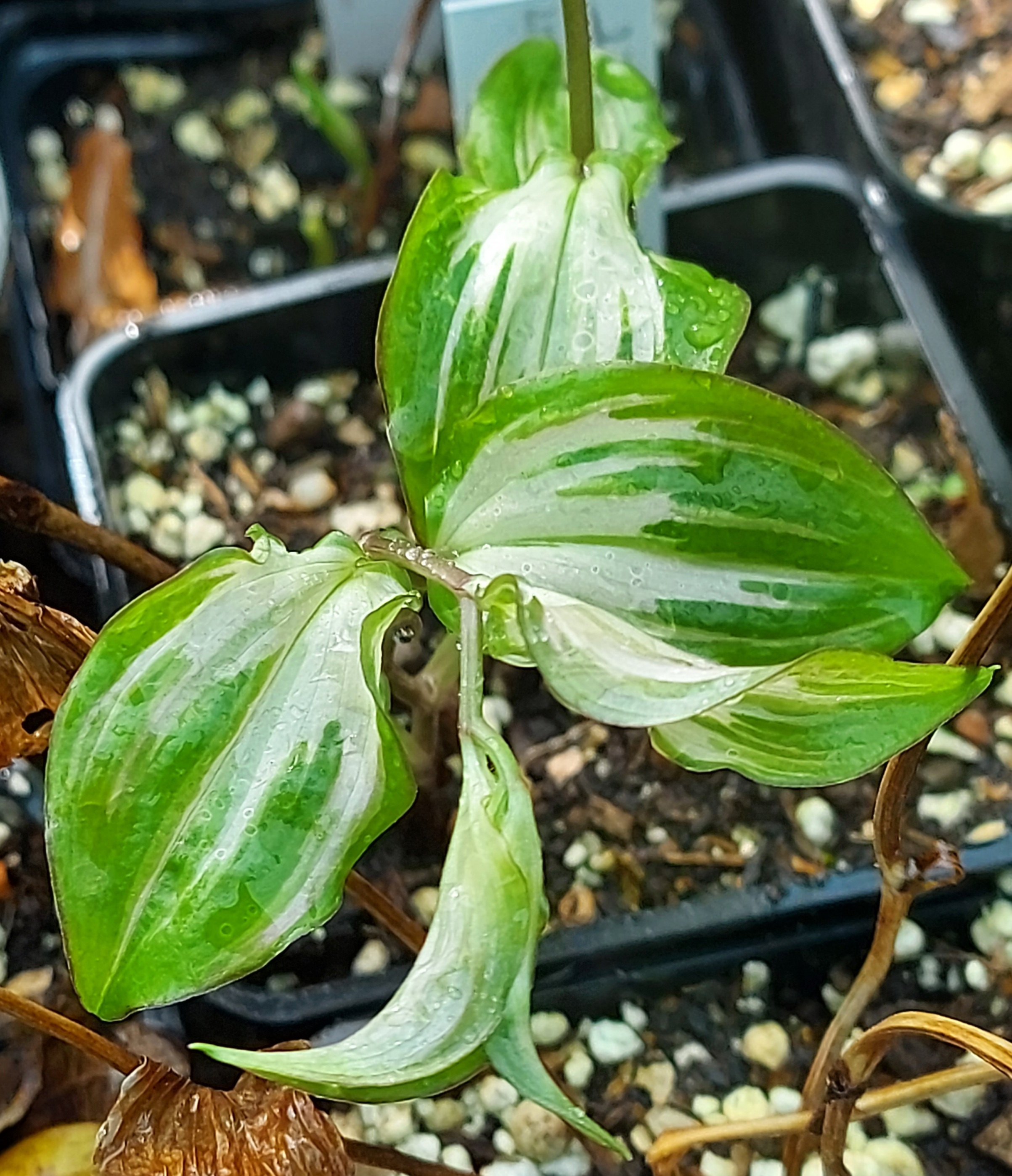 Disporum cantoniense Moonlight