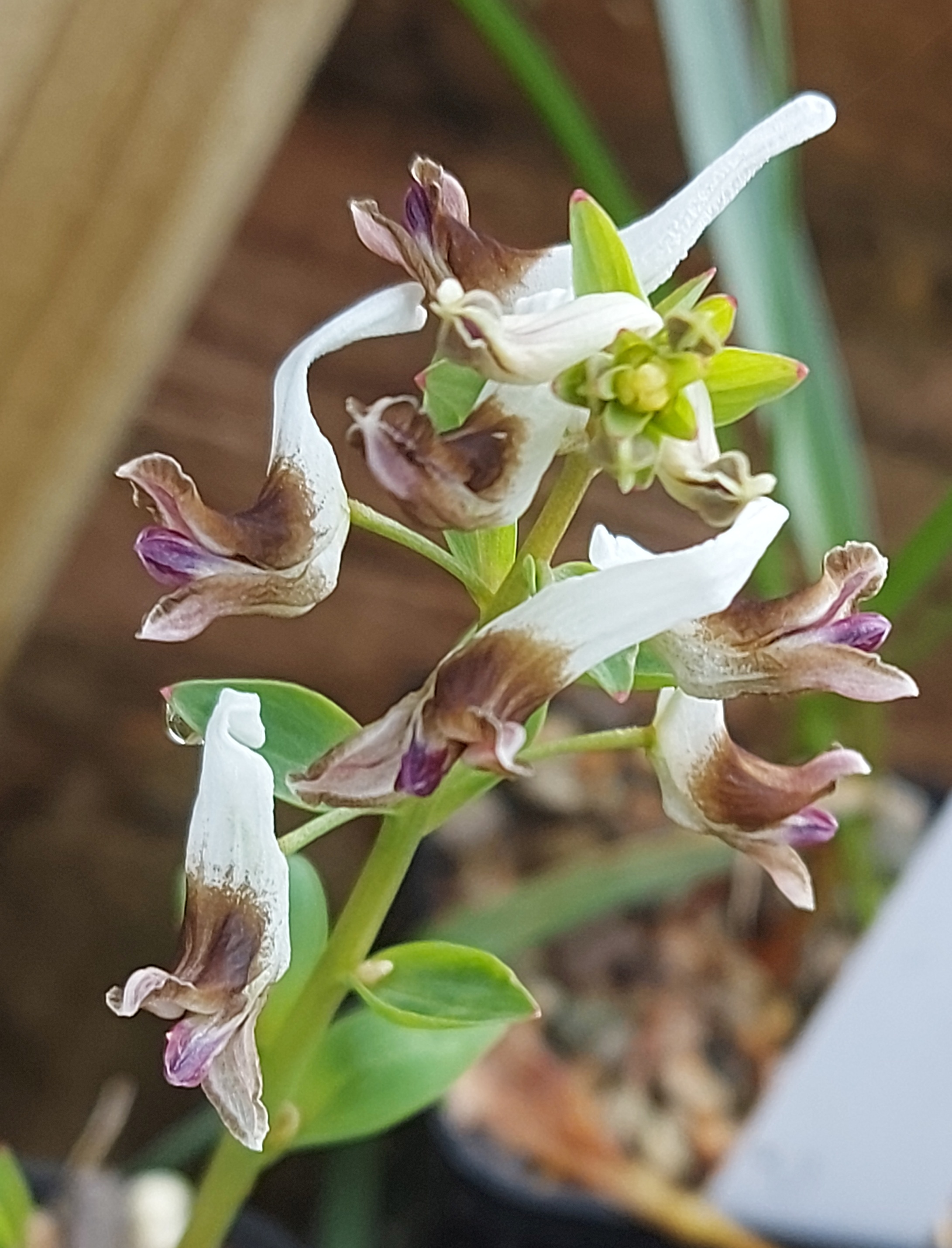 Corydalis nudicaulis