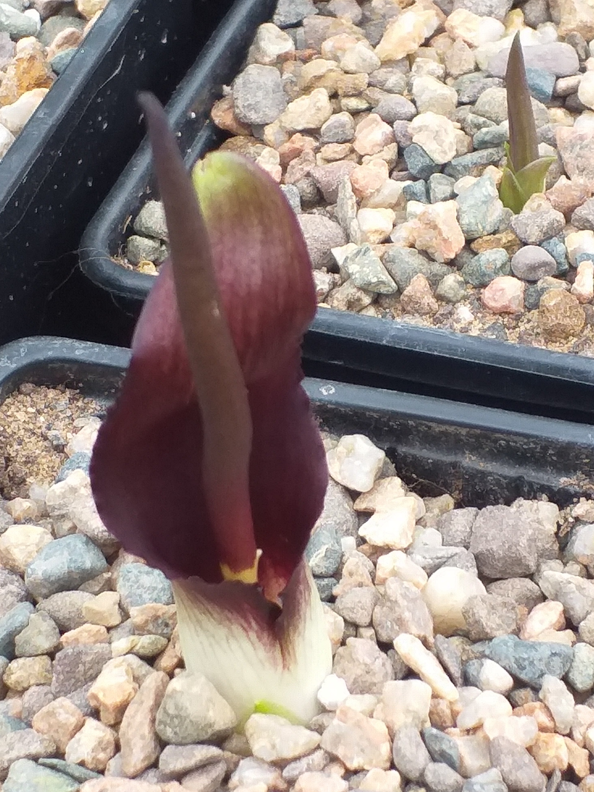 Biarum tenuifolium ssp abbreviatum