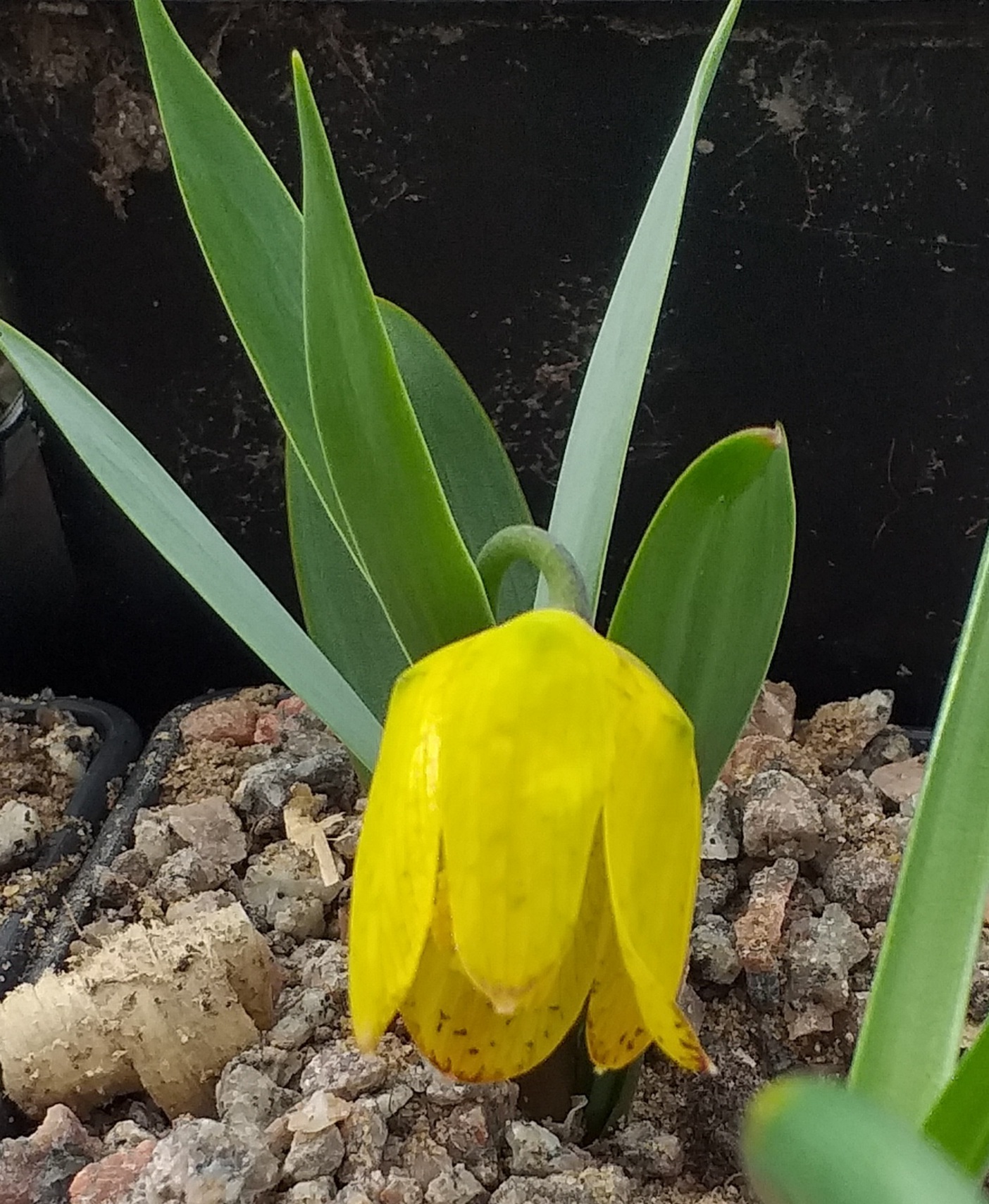 Fritillaria aurea