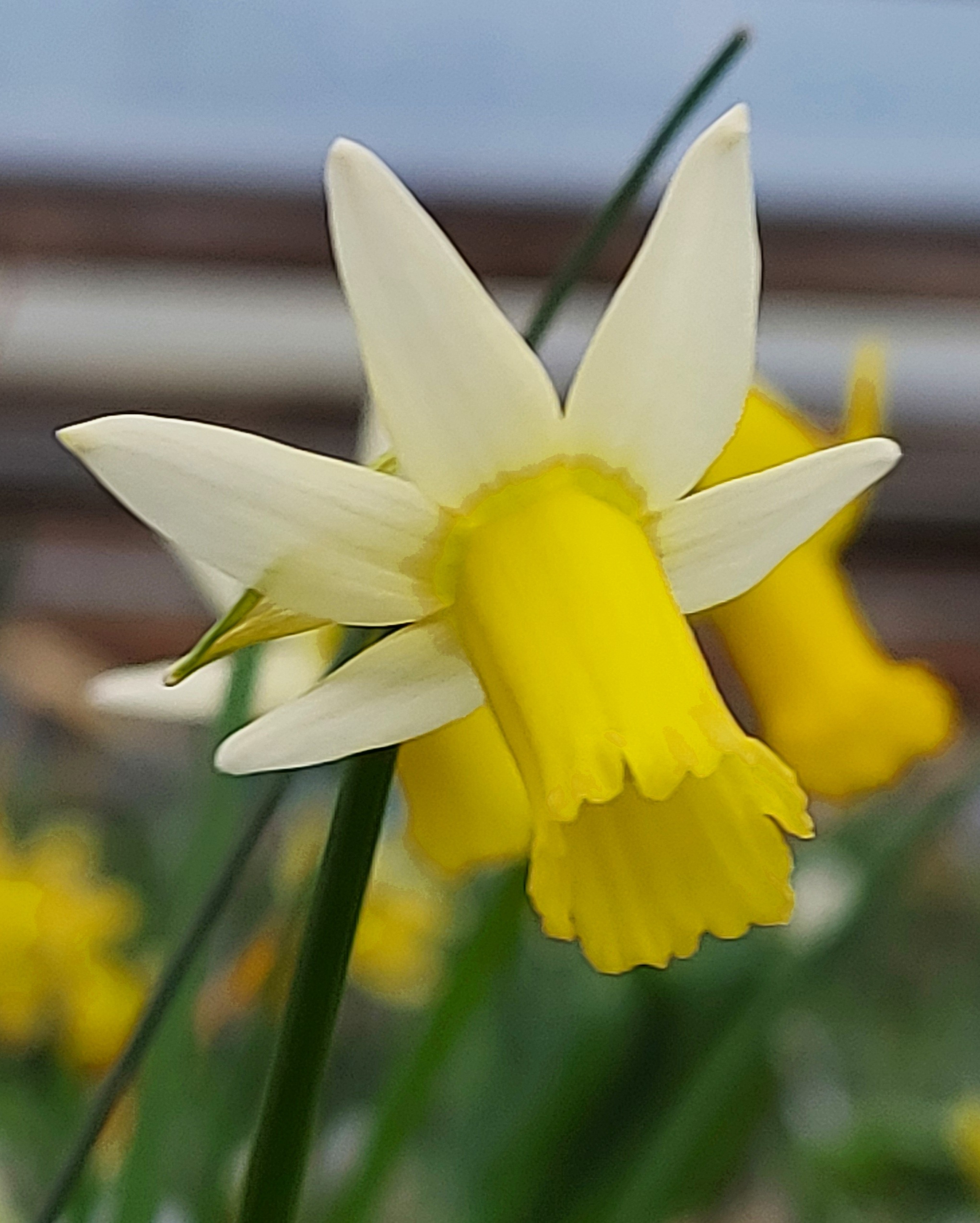 Narcissus Fling