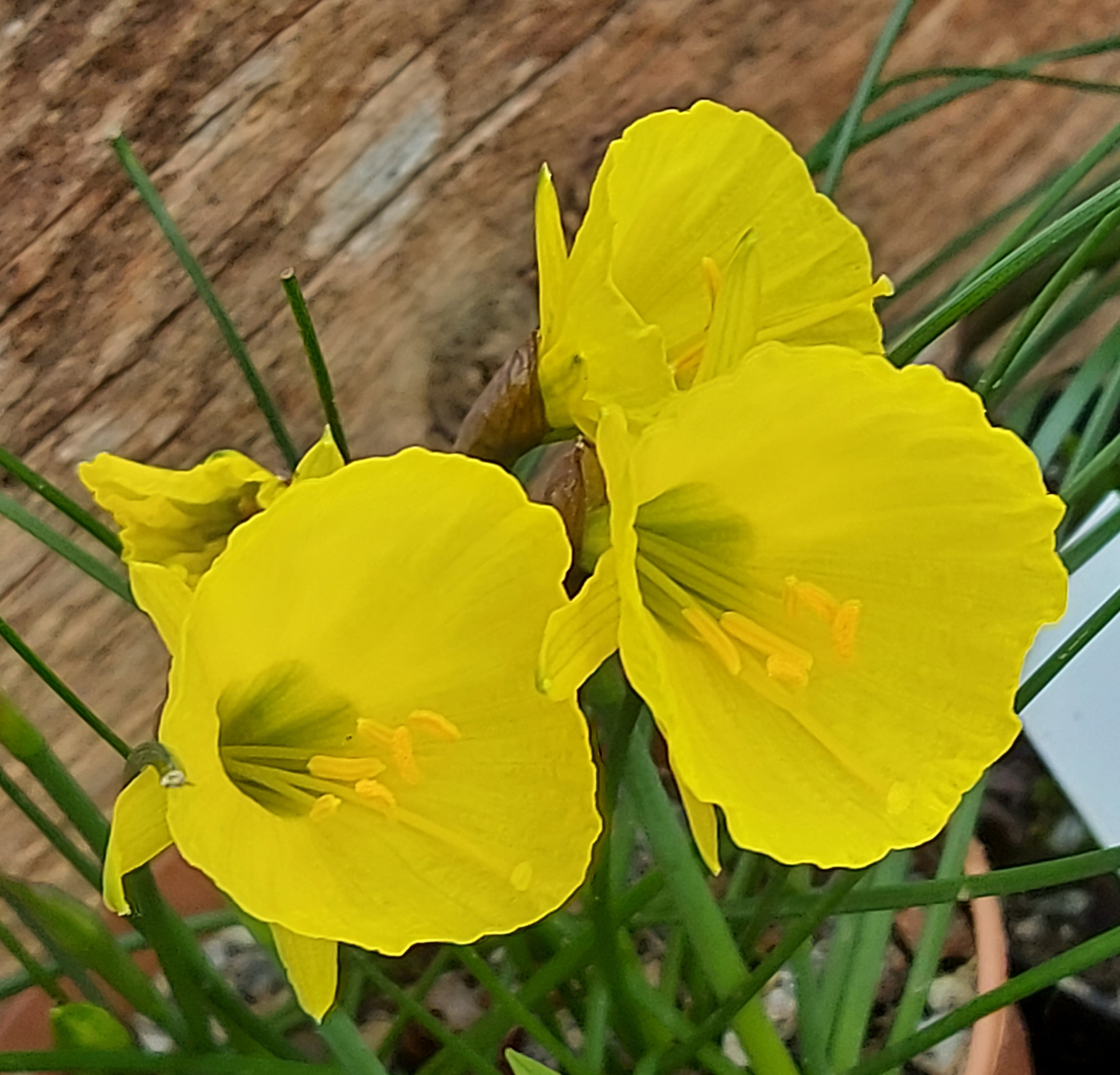 Narcissus bulbocodium Lee Martin