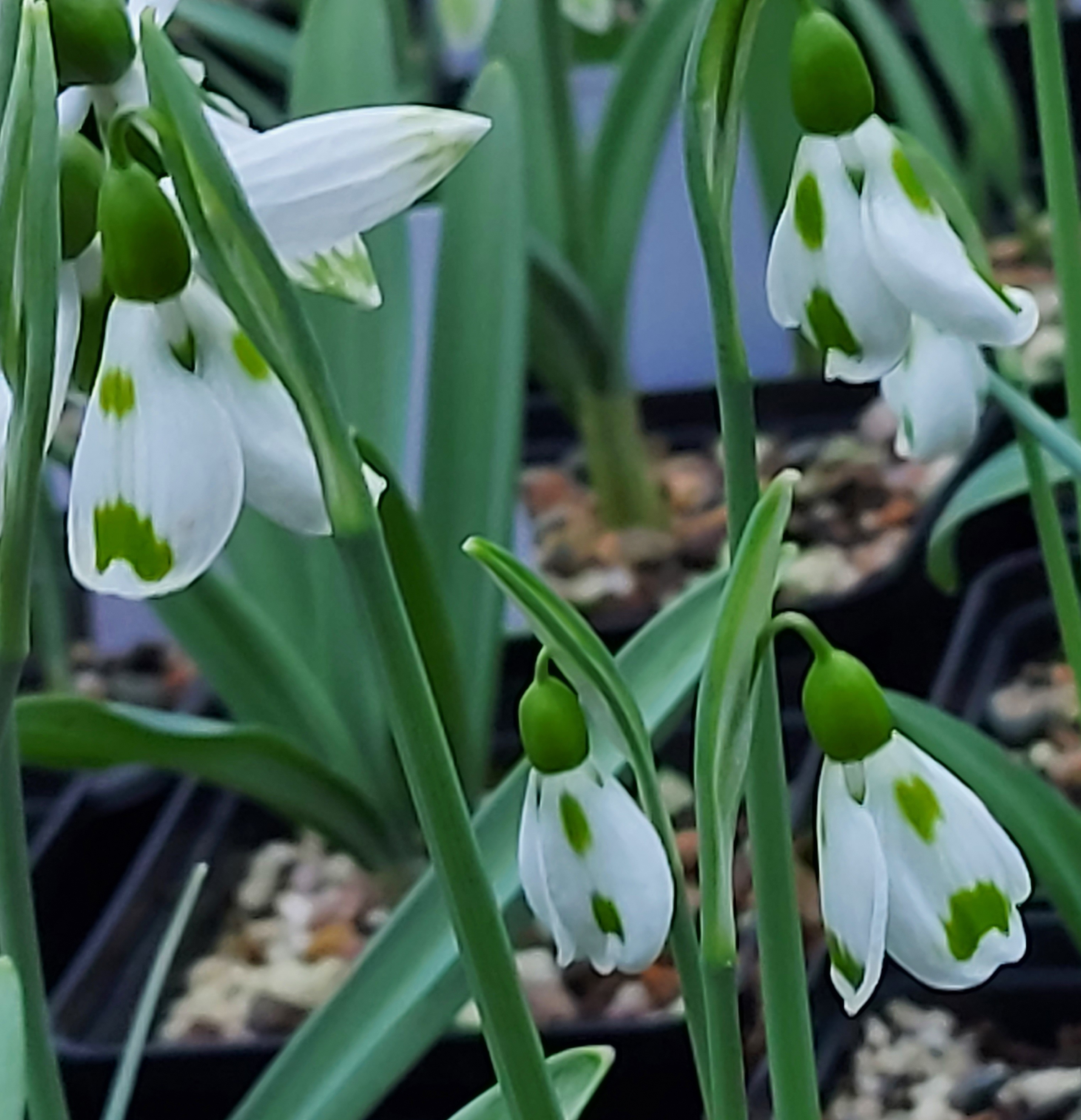 Galanthus Lucy