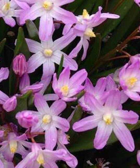 Chionodoxa forbesii Pink Giant