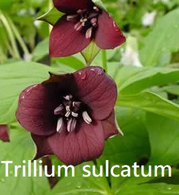 Trillium sulcatum