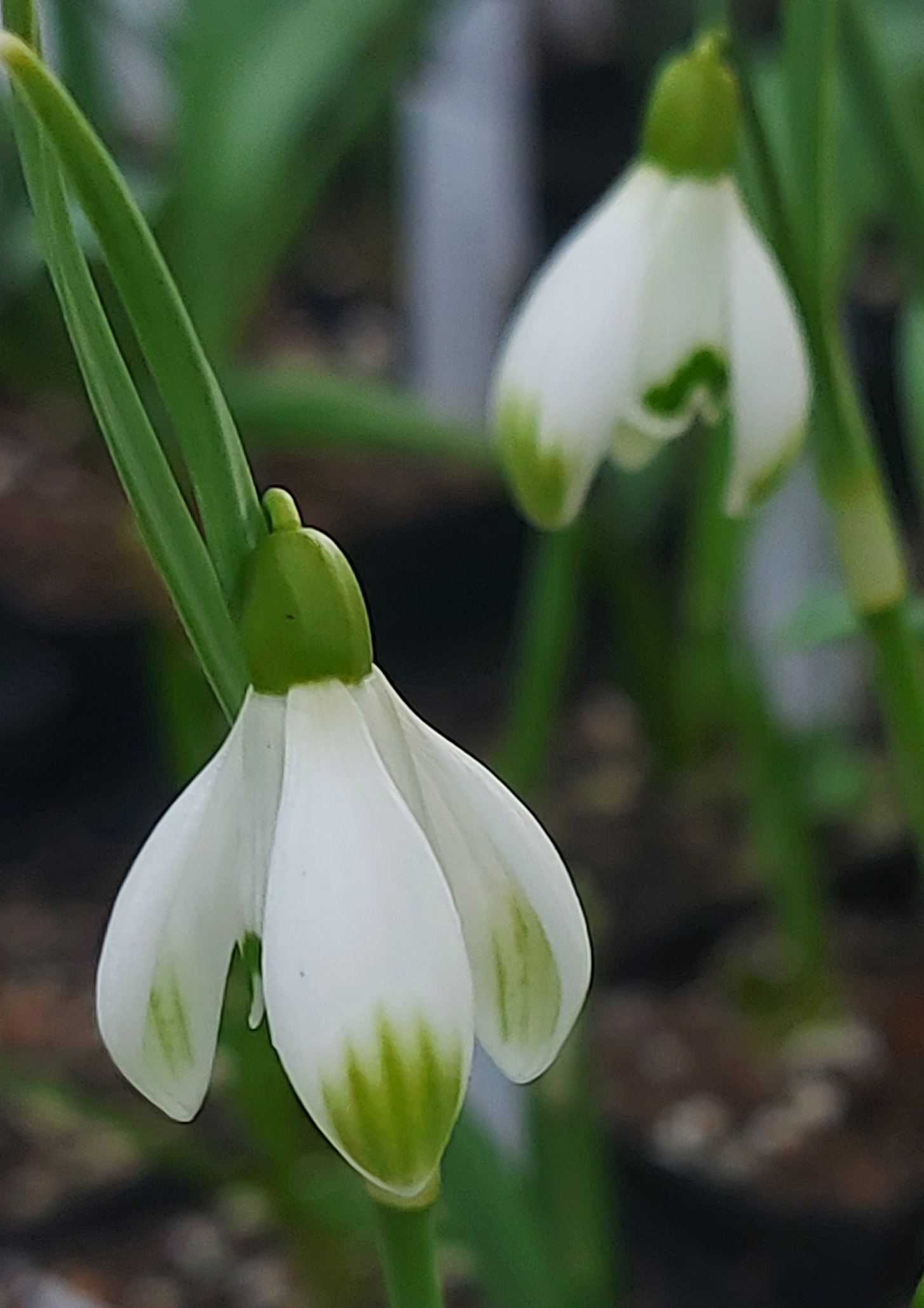 Galanthus Cabaret Star