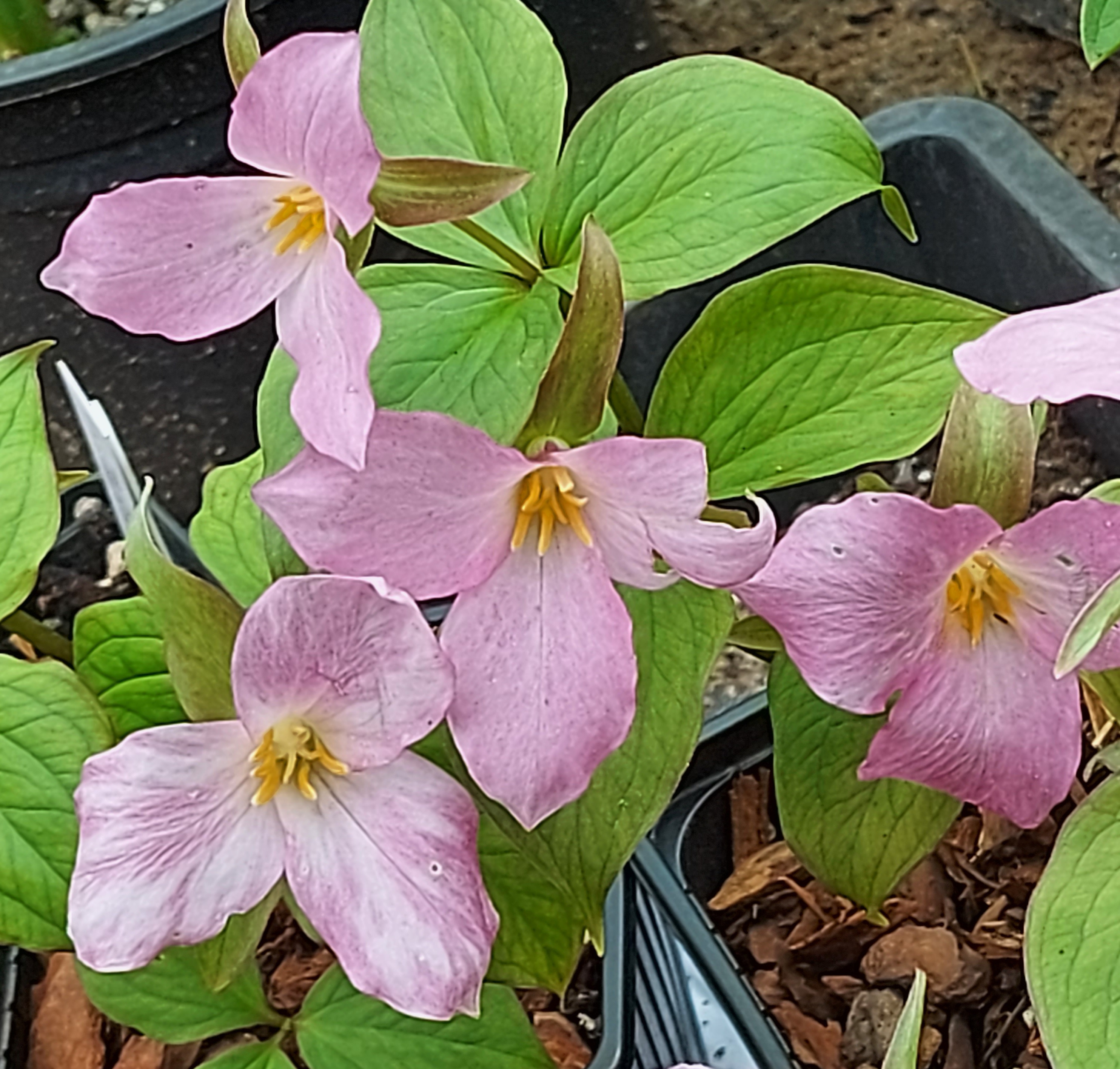 Trillium grandiflorum Roseum