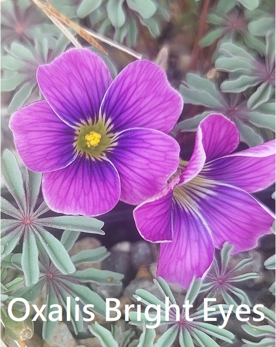Oxalis enneaphylla Bright Eyes