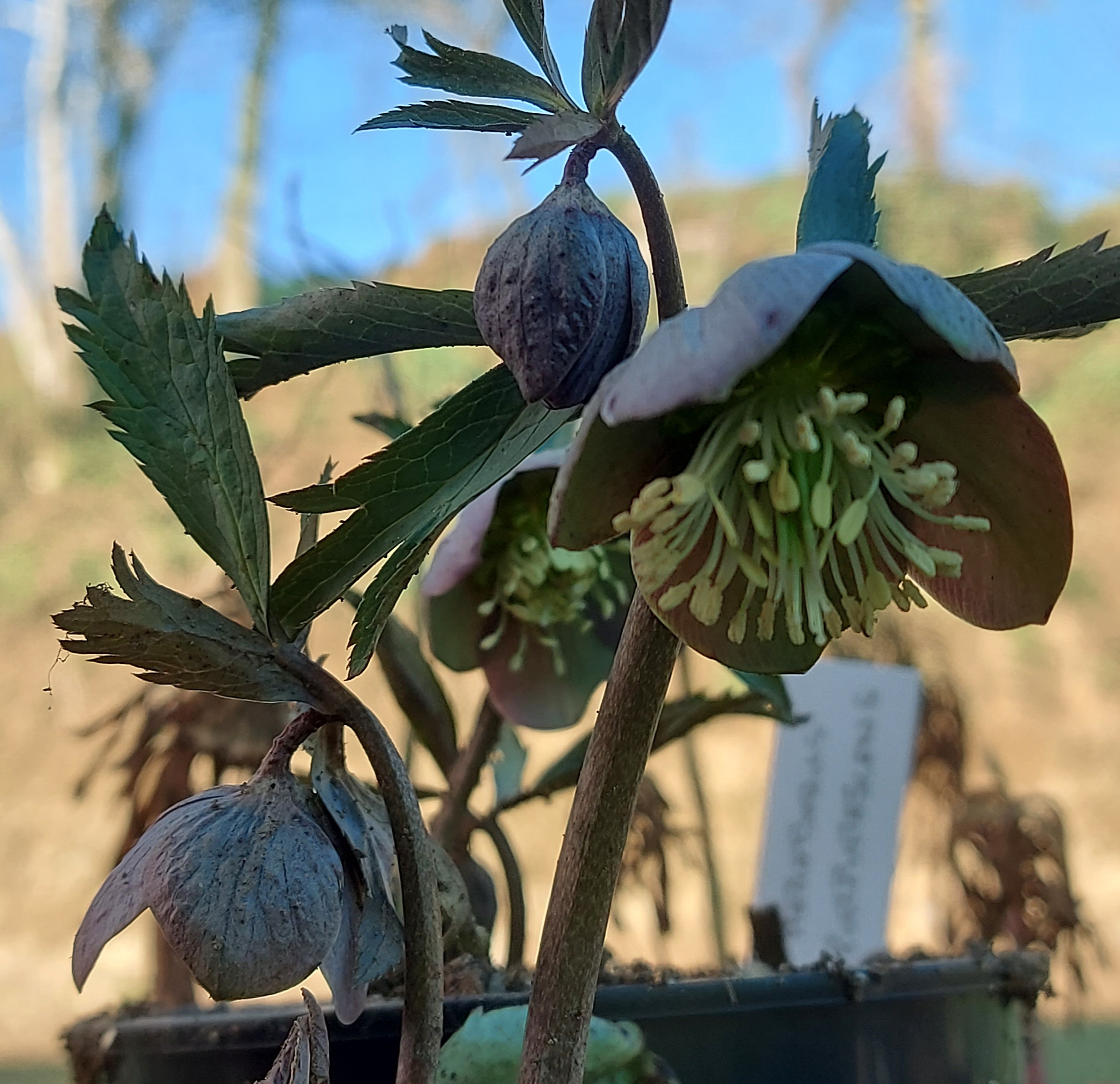 Helleborus purpurescens