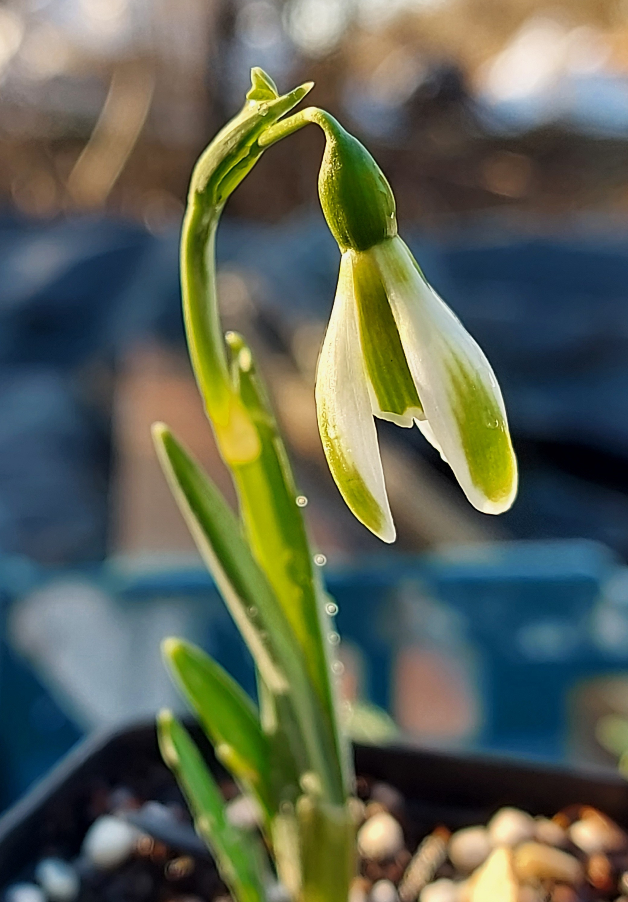 Galanthus Margary Fish