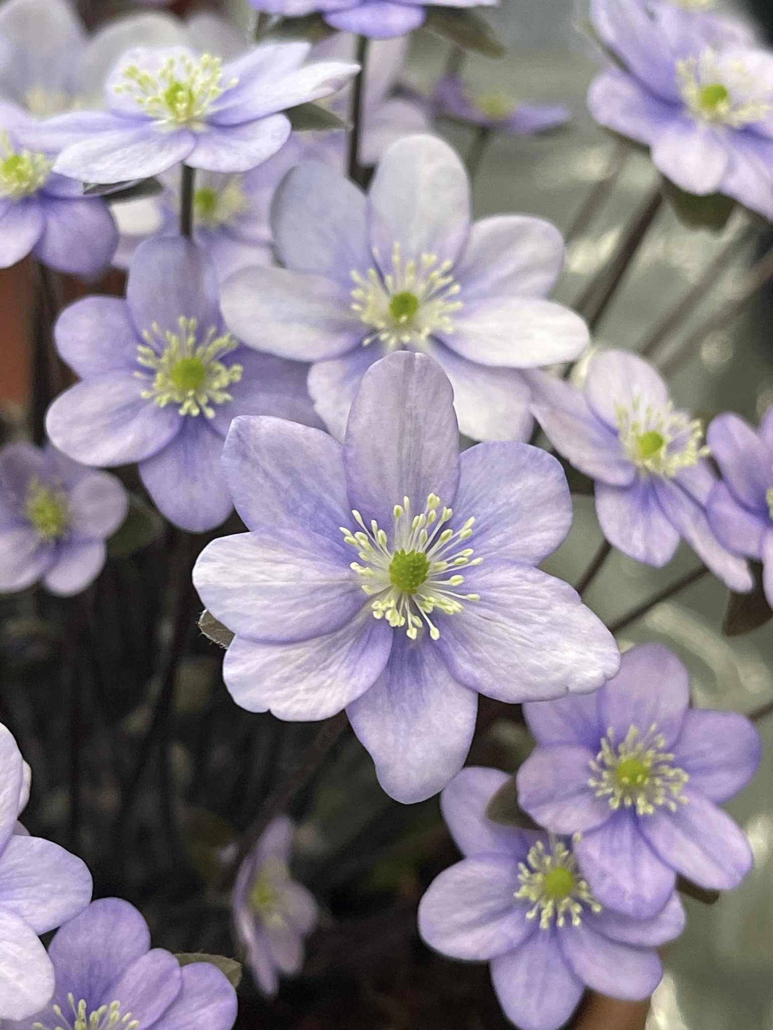 Hepatica Hazelwood Froggie