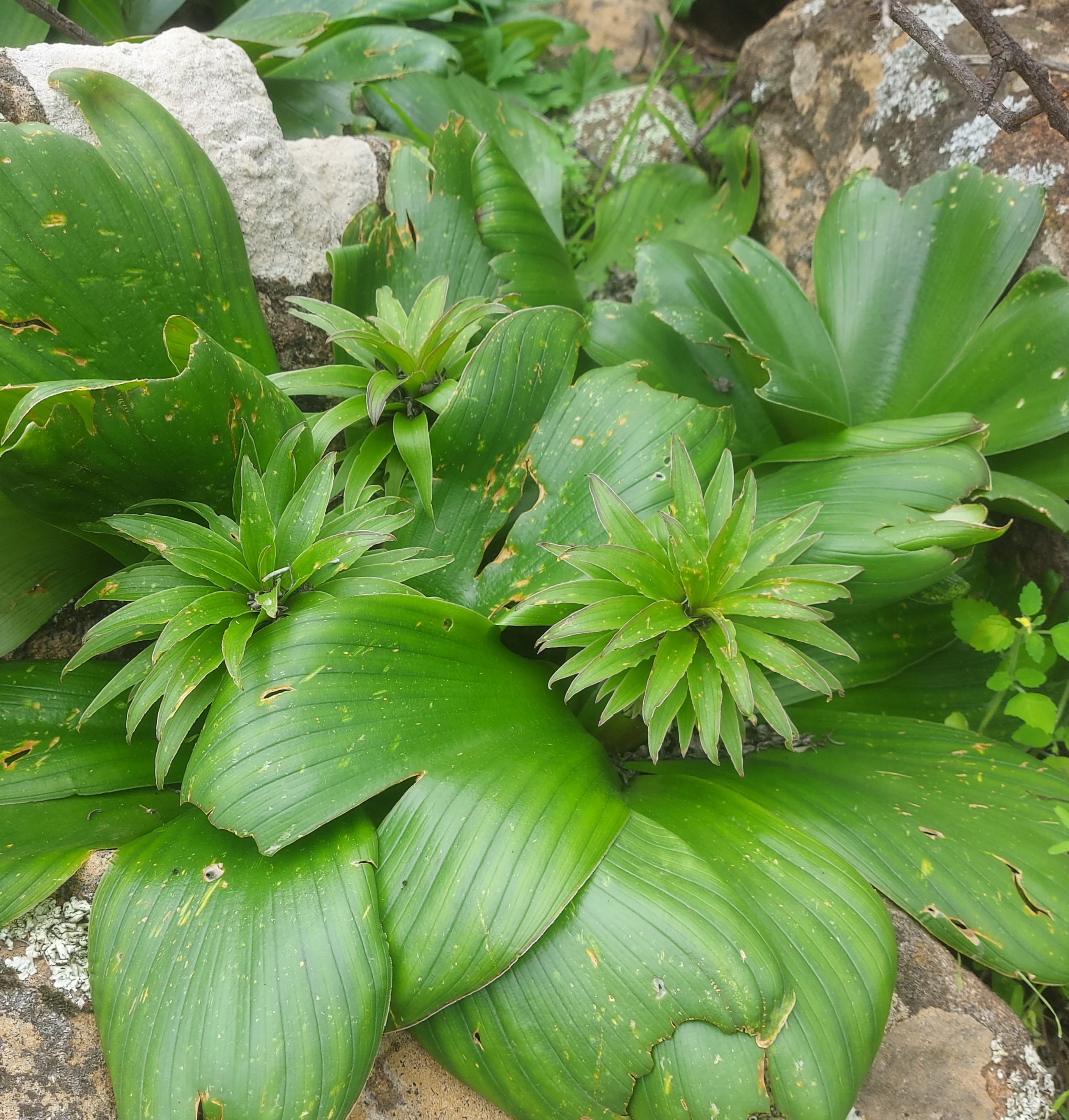 Eucomis regia