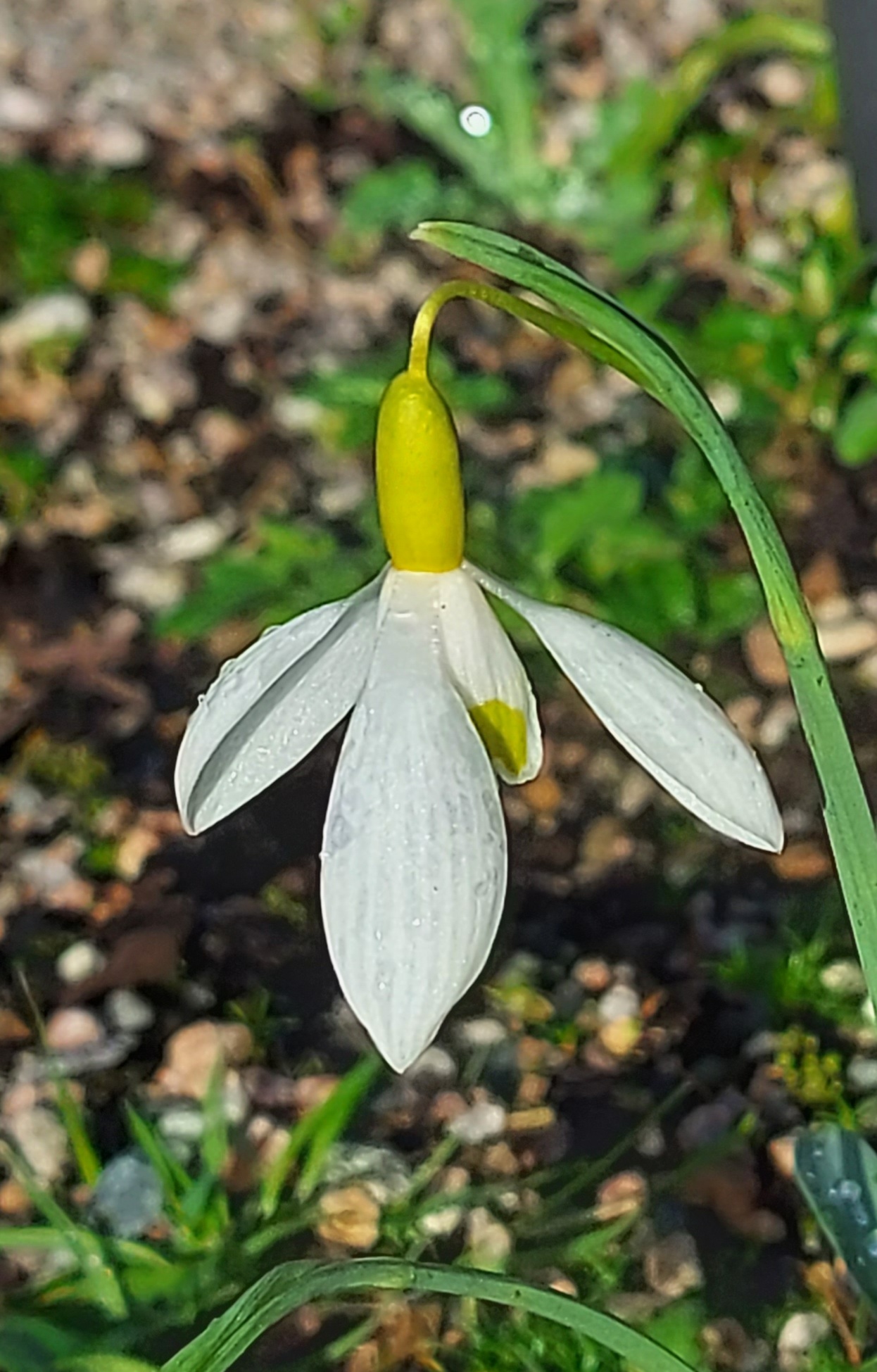Galanthus Dryad Gold Sovereign