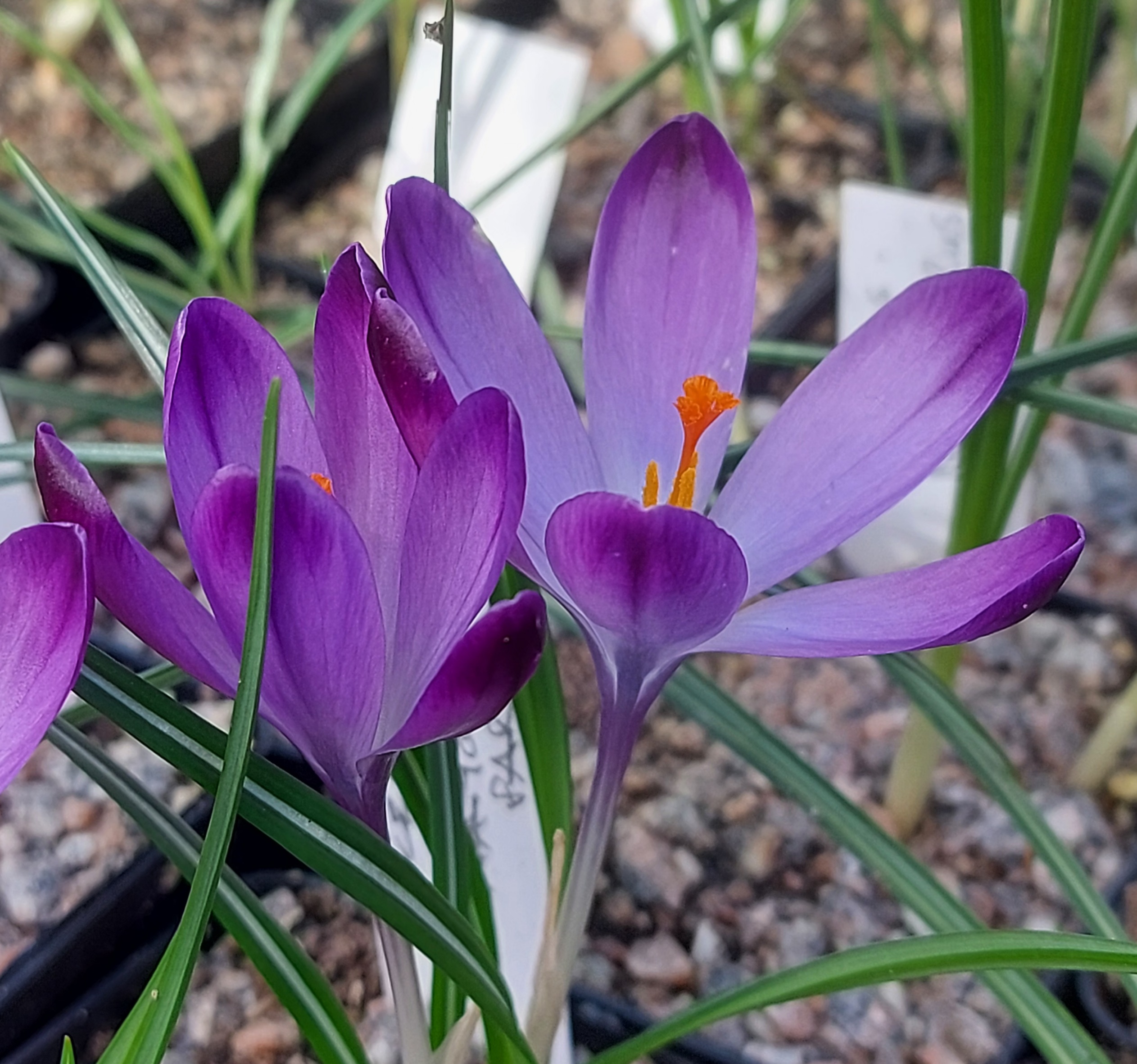 Crocus heuffelianus National Park