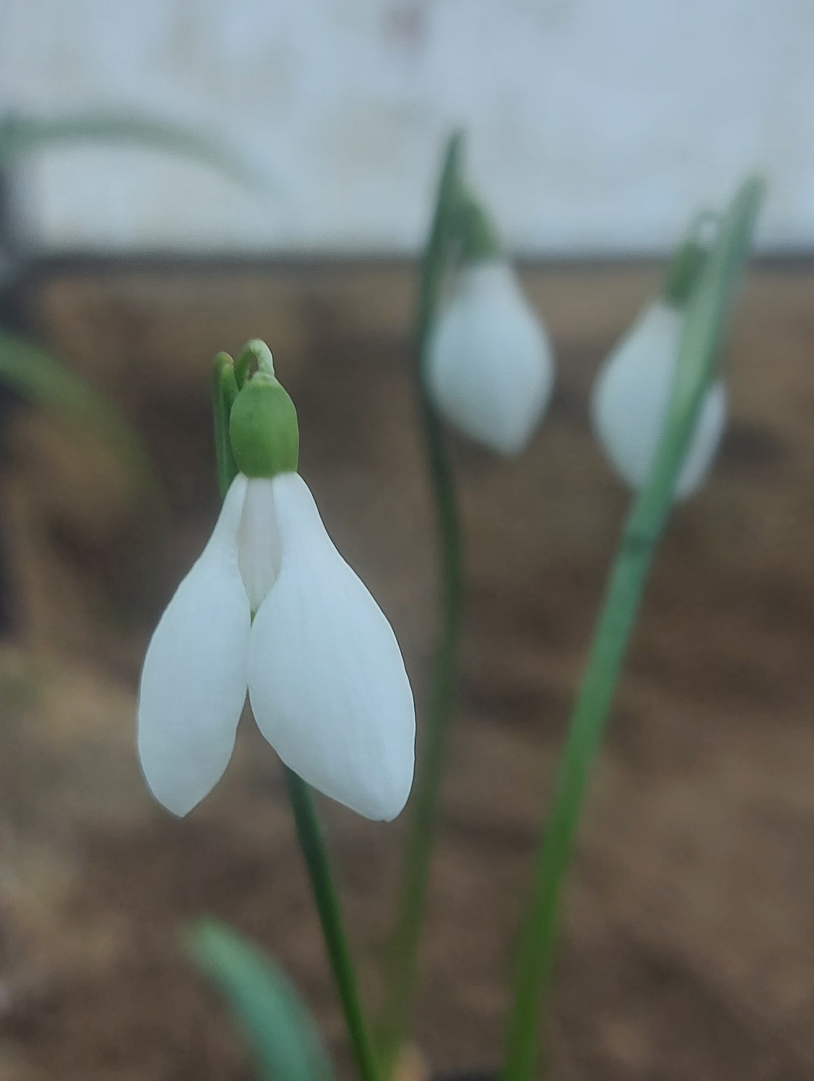 Galanthus rizehensis Lady Latiffe