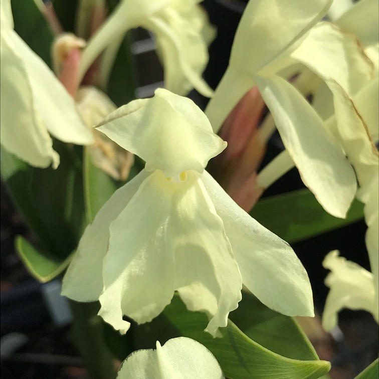 Roscoea Harvington Raw Silk