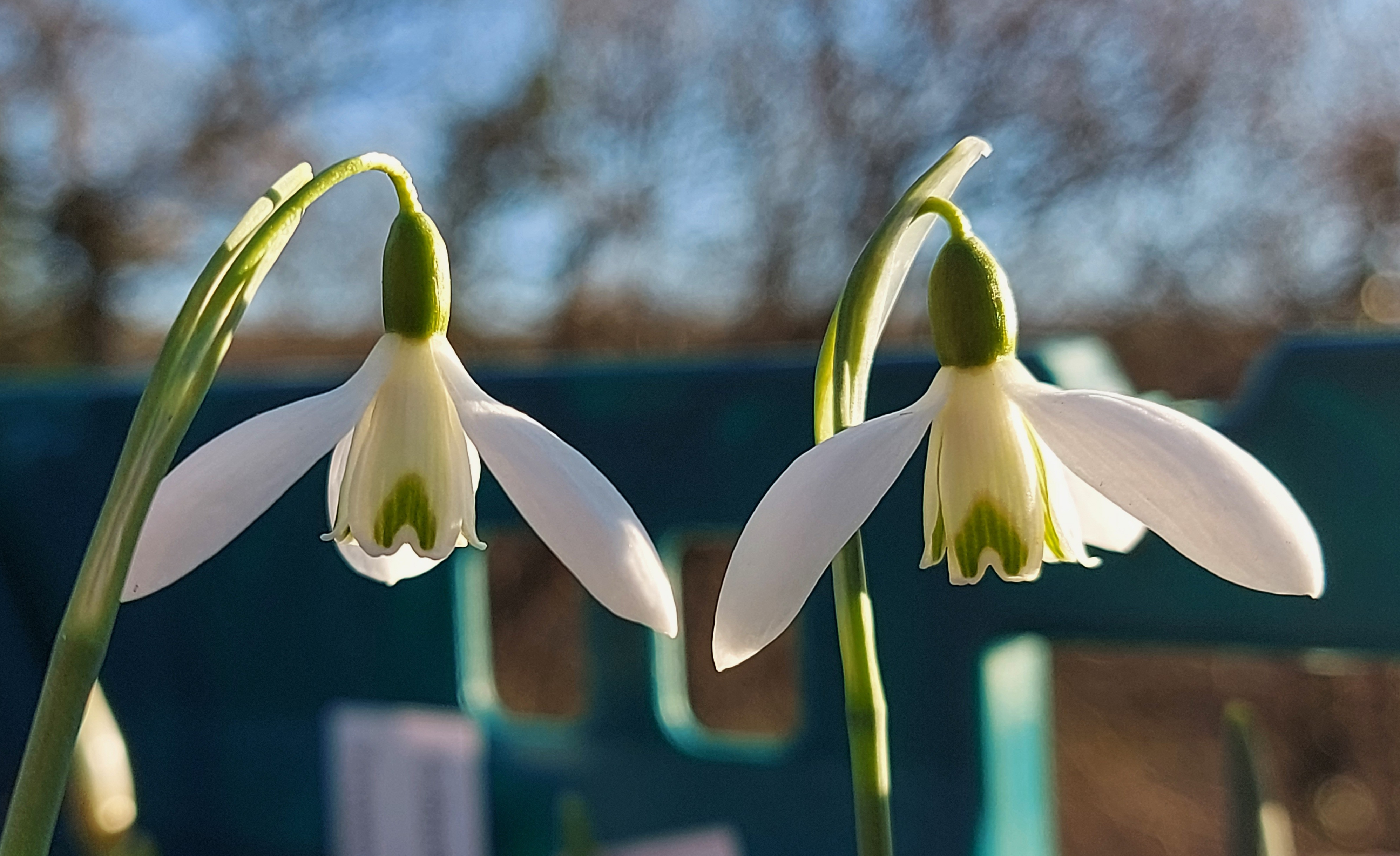 Galanthus koeneniana x fosteri