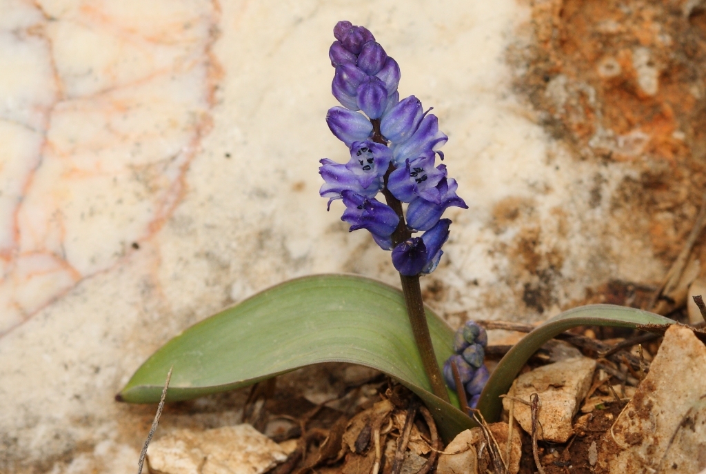 Hyacinthella heldreichii