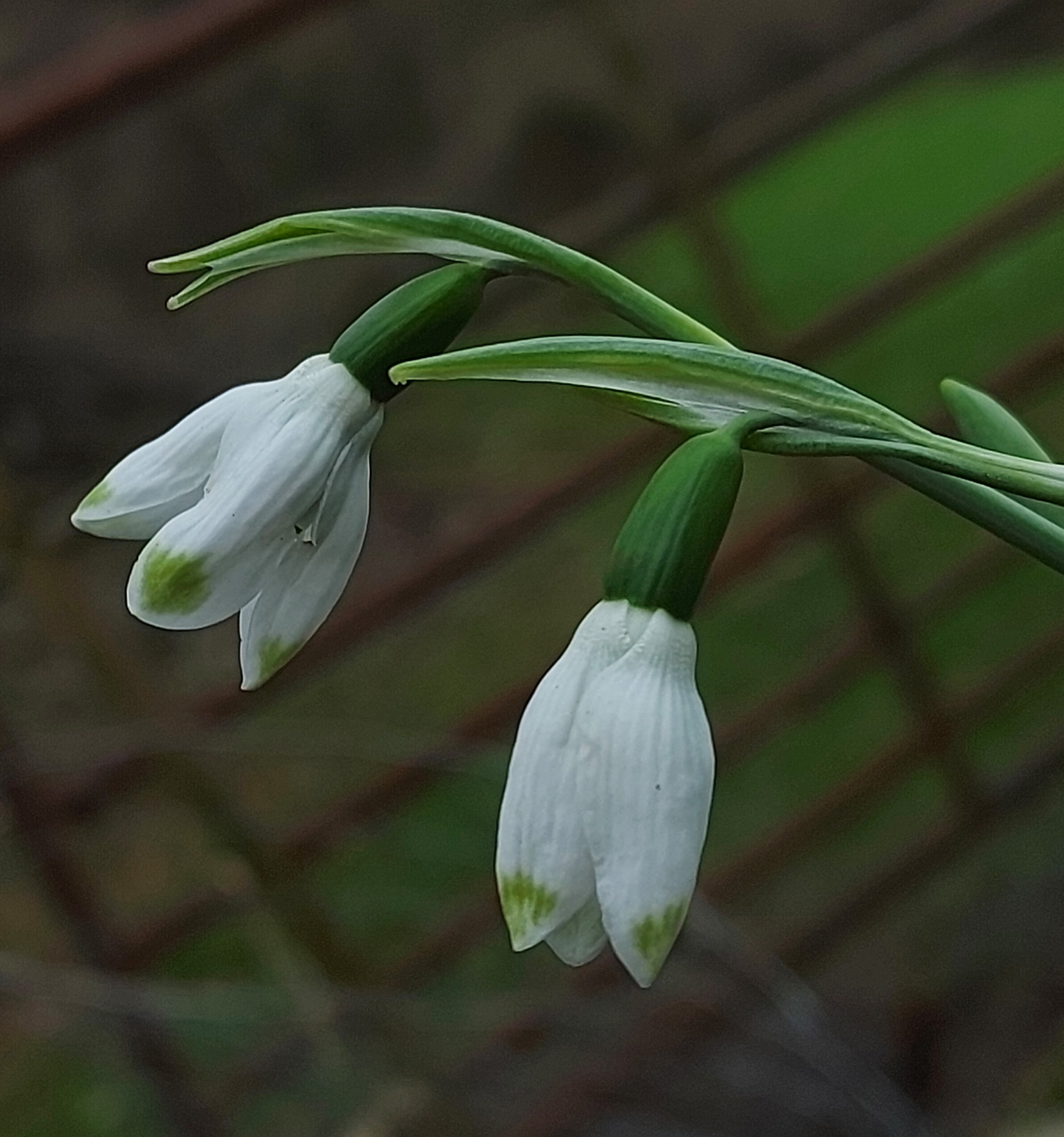 Galanthus Sweet Alice