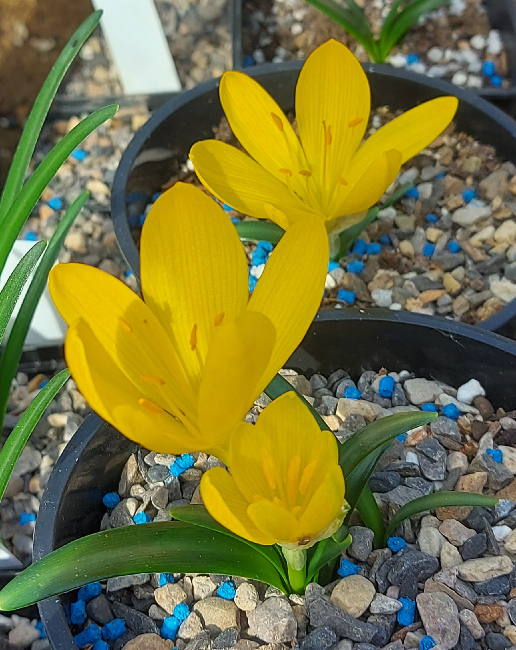 Sternbergia lutea Pamukkale