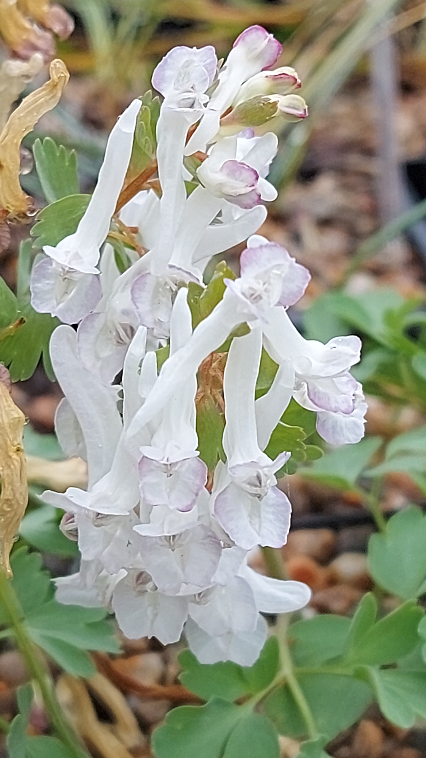 Corydalis incisa Alba
