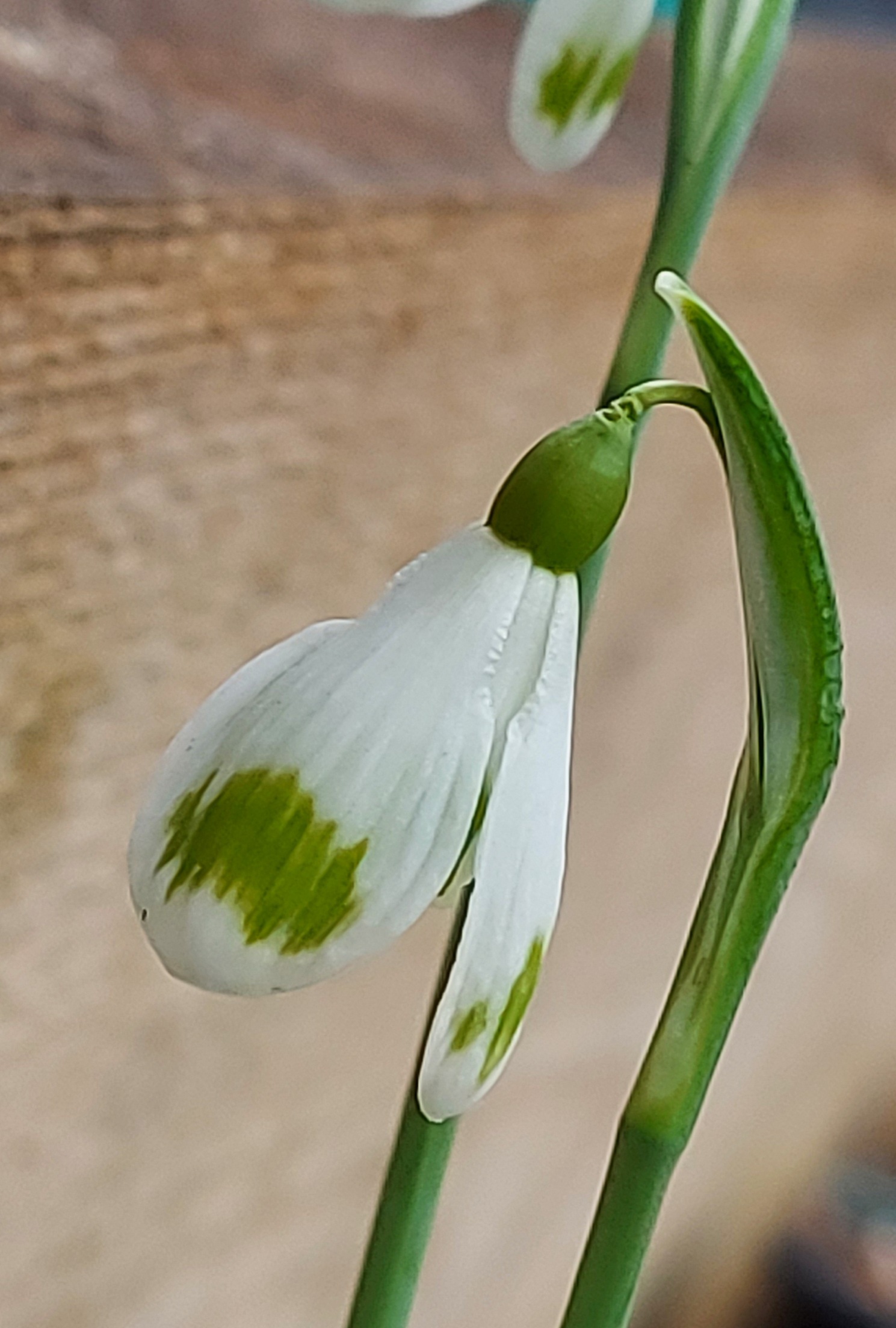 Galanthus Emma Thick