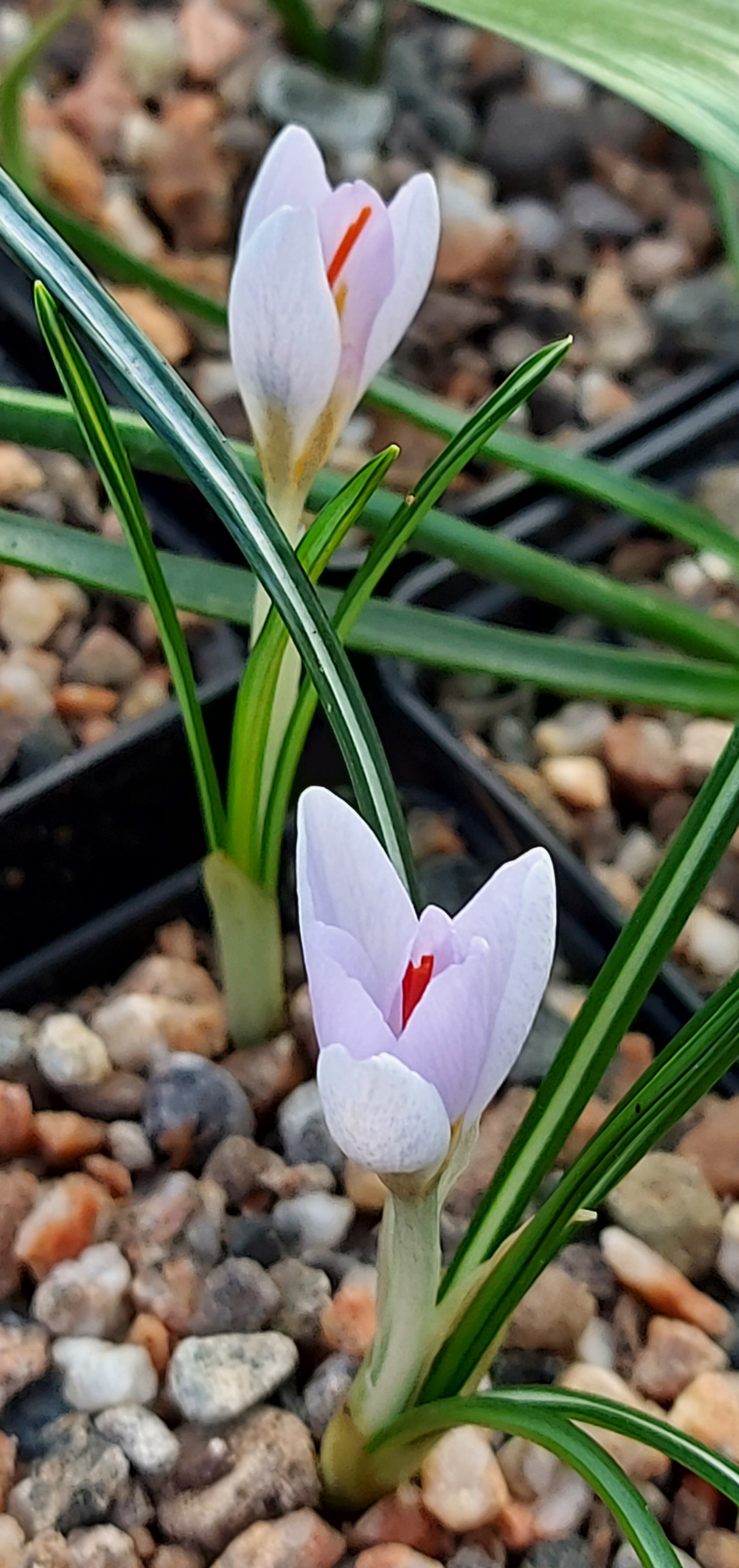 Crocus paschei