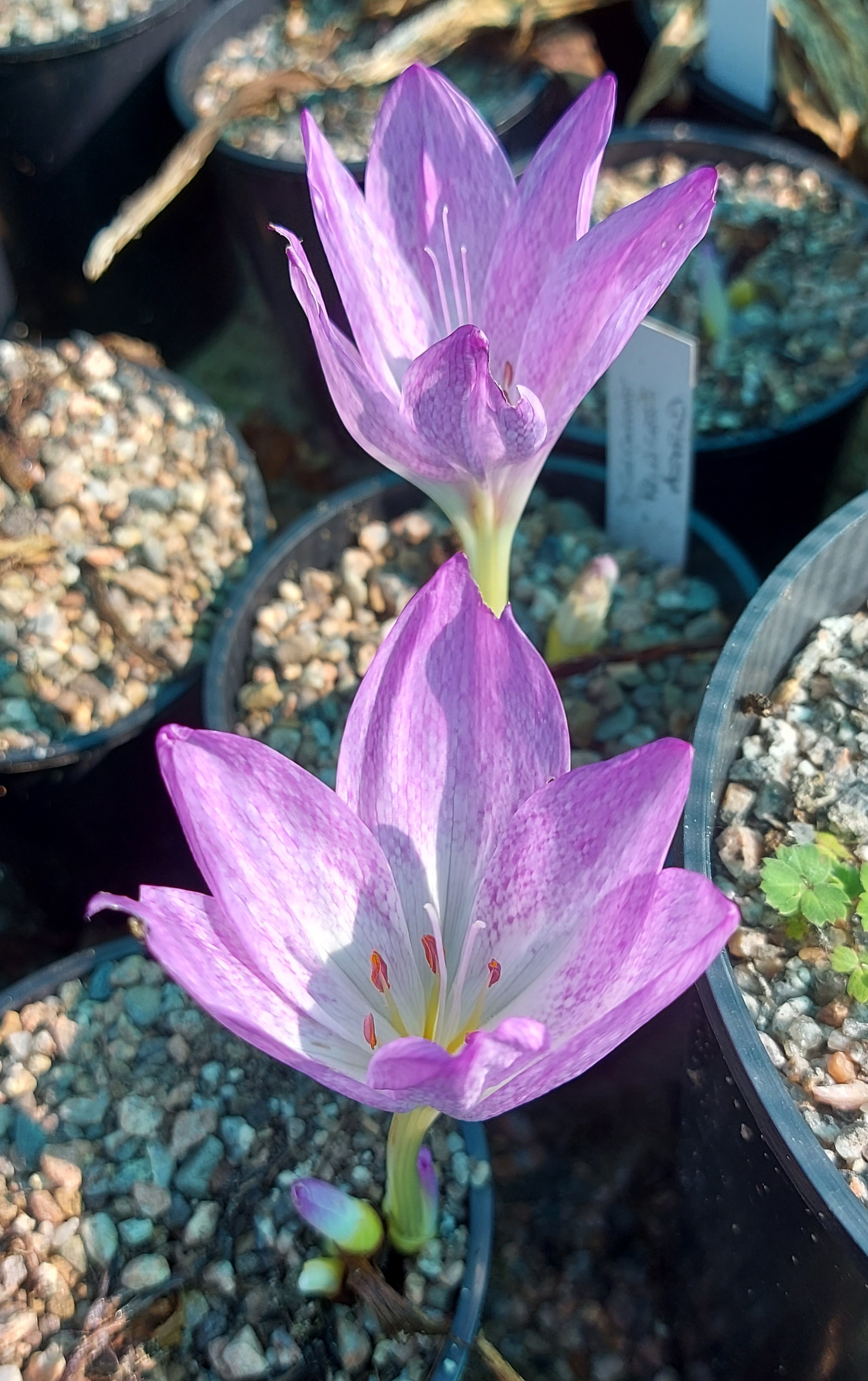 Colchicum Princess Astrid