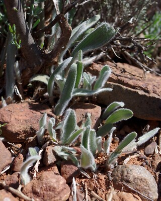 Eriospermum villosum