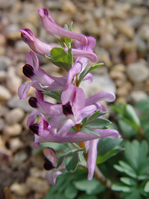 Corydalis paczoskii